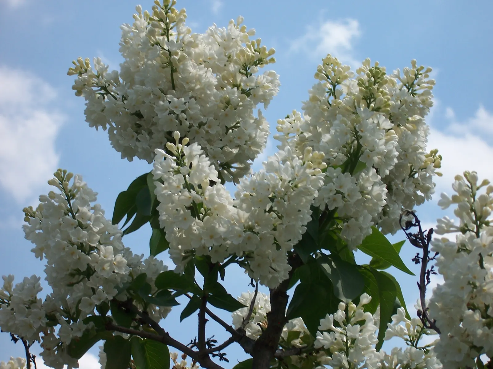 Common White Lilac (Syringa Vulgaris 'Alba') — These blossoms are not only visually striking but emit a sweet, heady fragrance that can fill an entire garden