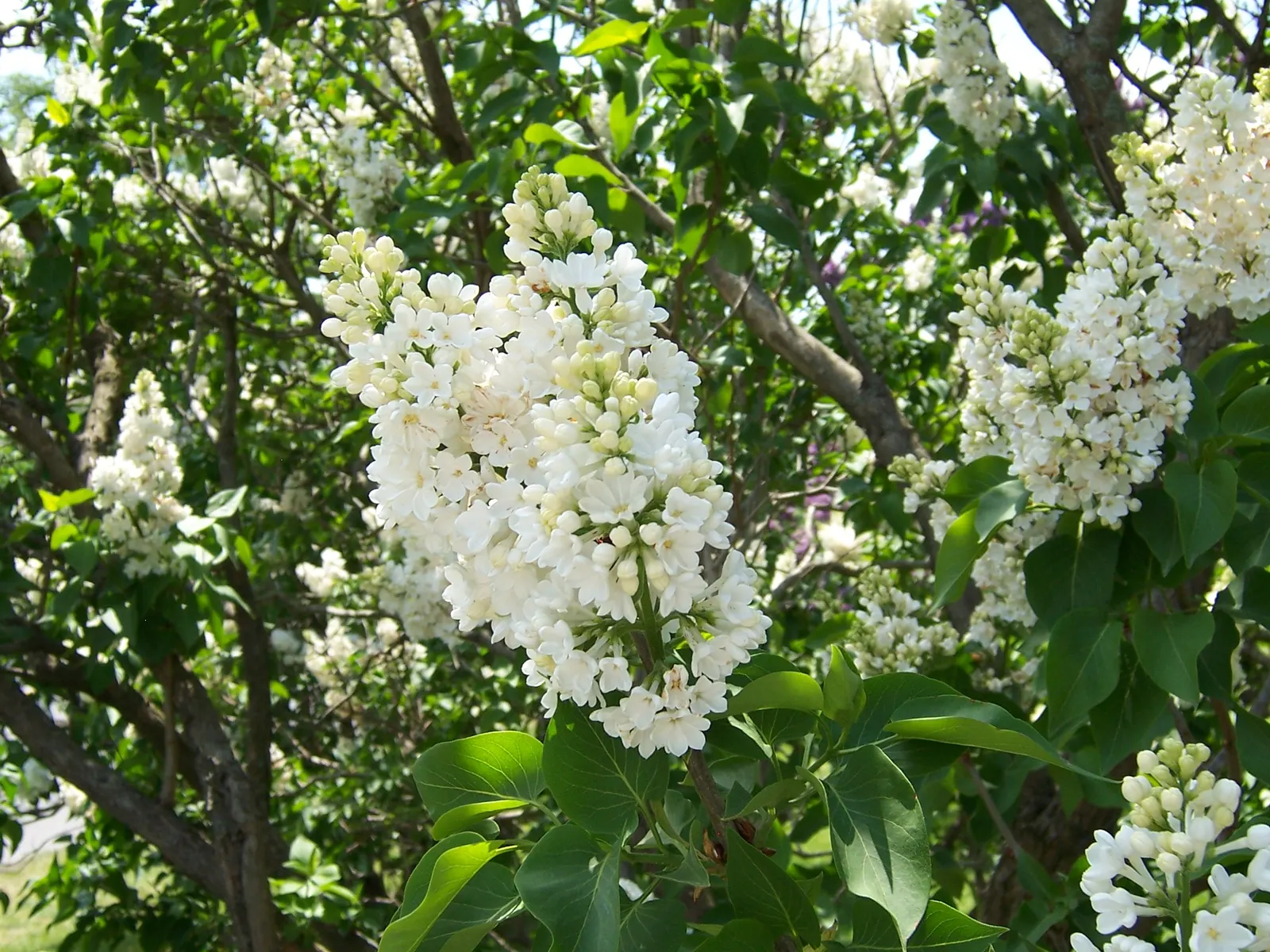 Common White Lilac (Syringa Vulgaris 'Alba') — enhancing its appeal as a timeless garden selection