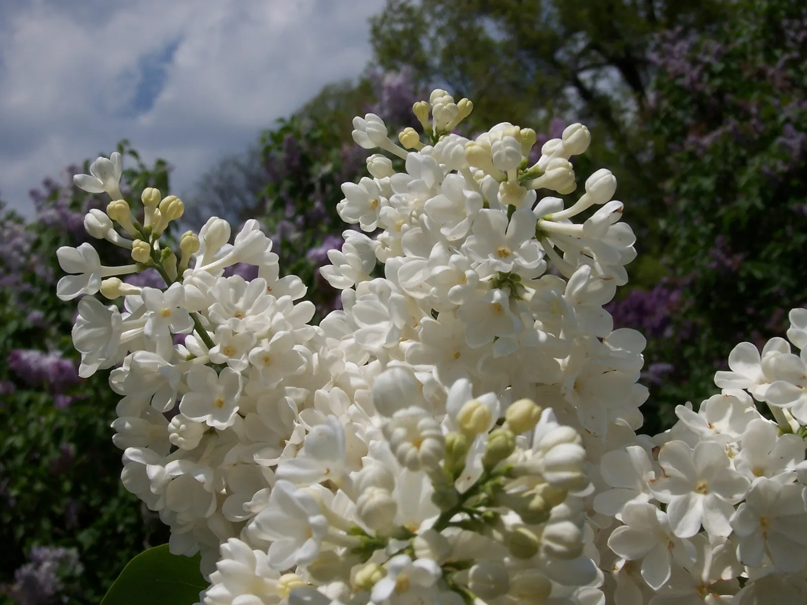 Common White Lilac (Syringa Vulgaris 'Alba') — It thrives in well-drained soil with a pH range of 6.0 to 7.0 and requires a moderate amount of water