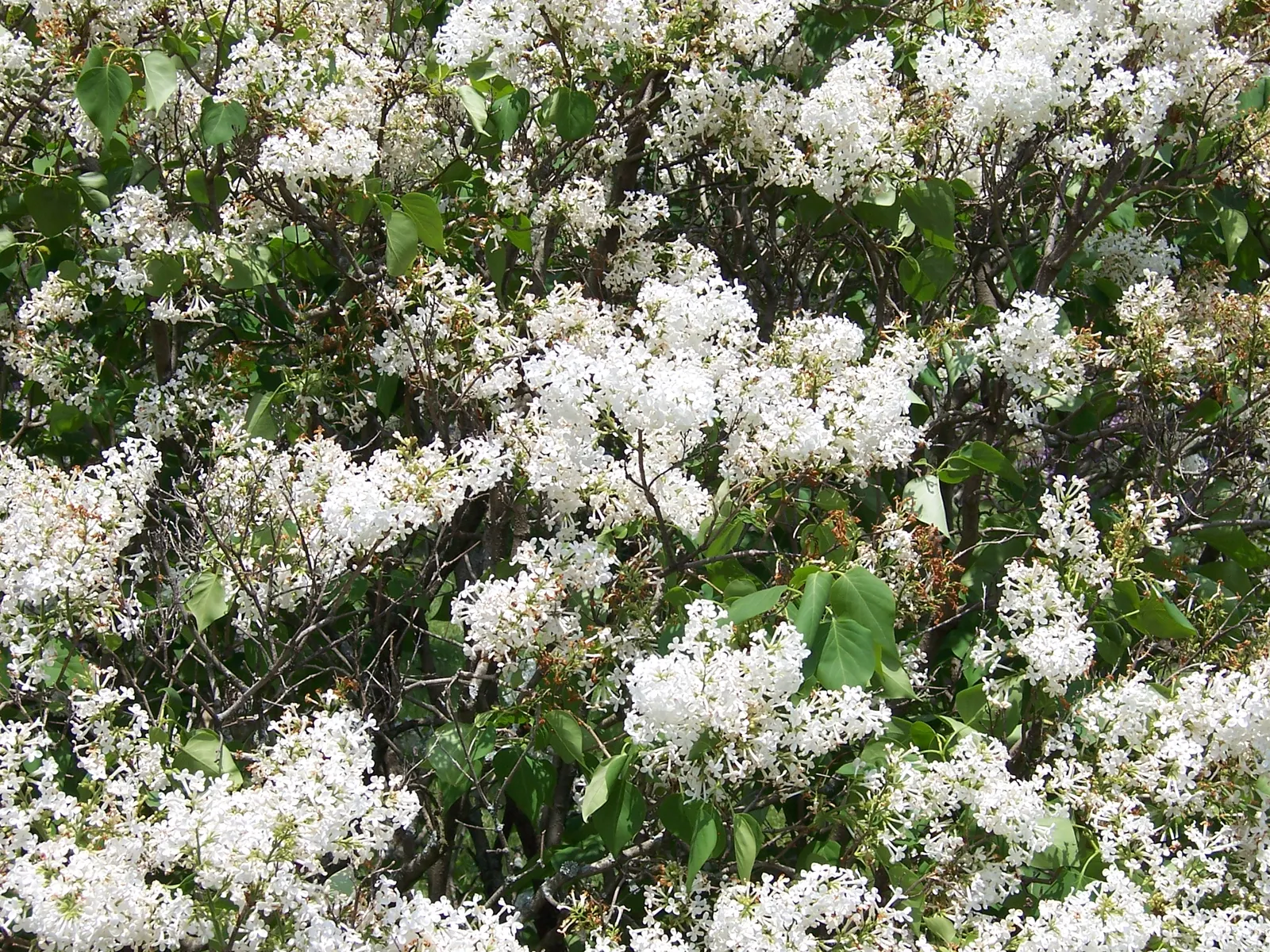 Common White Lilac (Syringa Vulgaris 'Alba') — reaching a mature height of about 8 to 12 feet with a spread of 6 to 10 feet