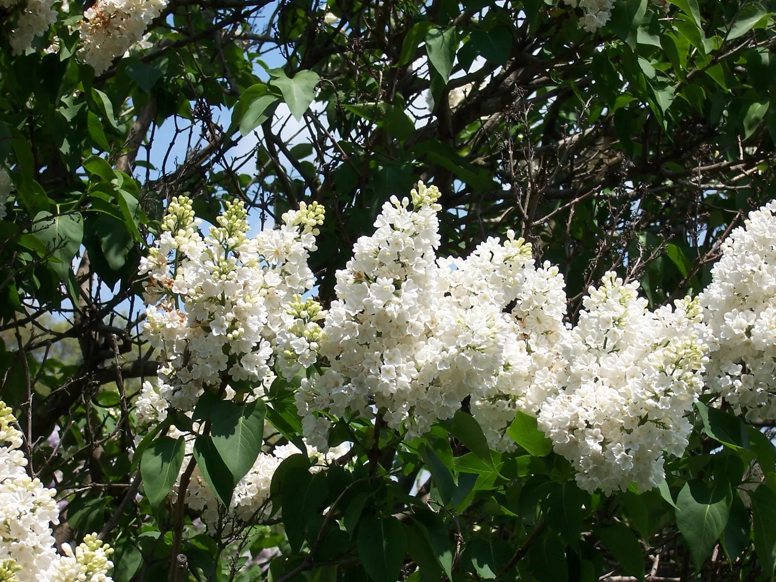 Common White Lilac (Syringa Vulgaris 'Alba') — and offers an excellent nectar source for butterflies and pollinators.<br><br>Hardy in USDA Zones 3 through 7