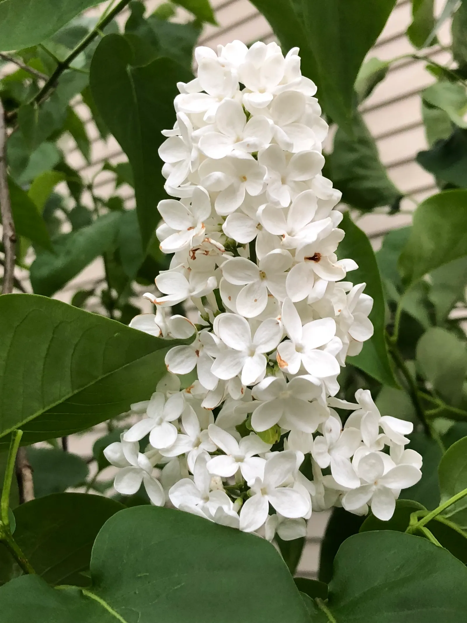 Common White Lilac (Syringa Vulgaris 'Alba') — Inform the client of the lilac's traditional associations with love and nostalgia
