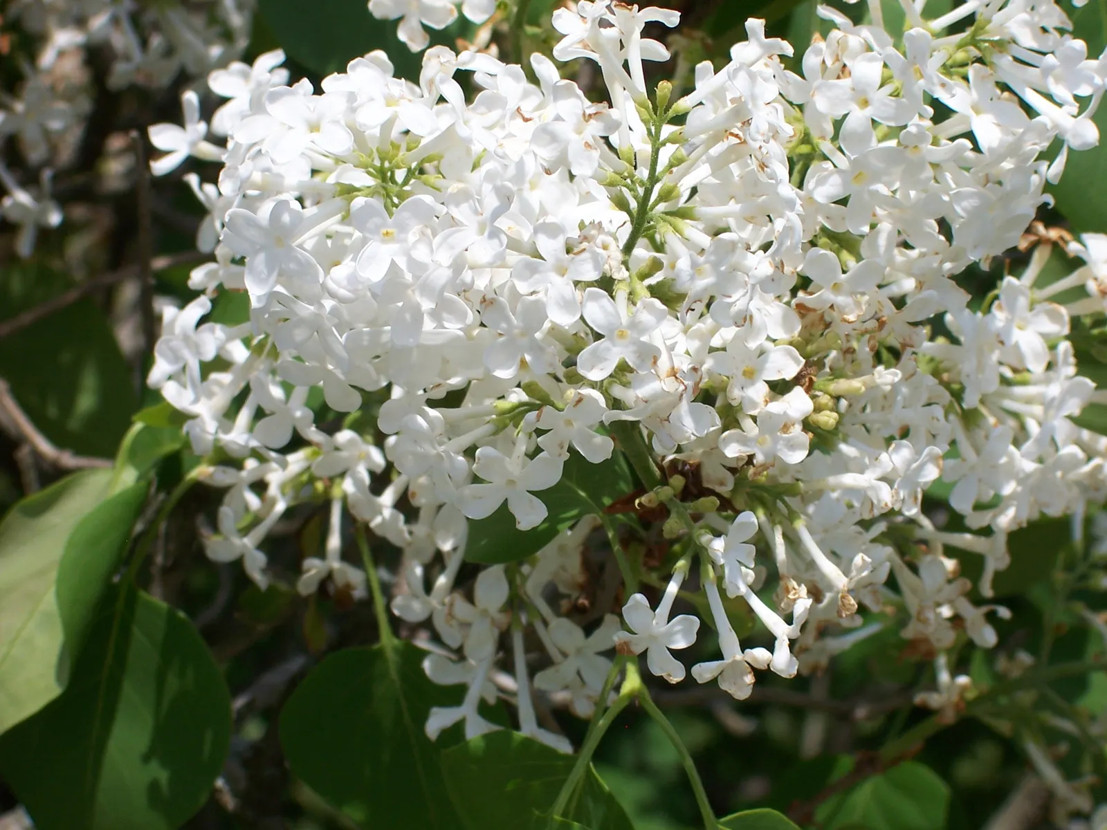 Common White Lilac (Syringa Vulgaris 'Alba') — the Common White Lilac performs best in full sun to part shade
