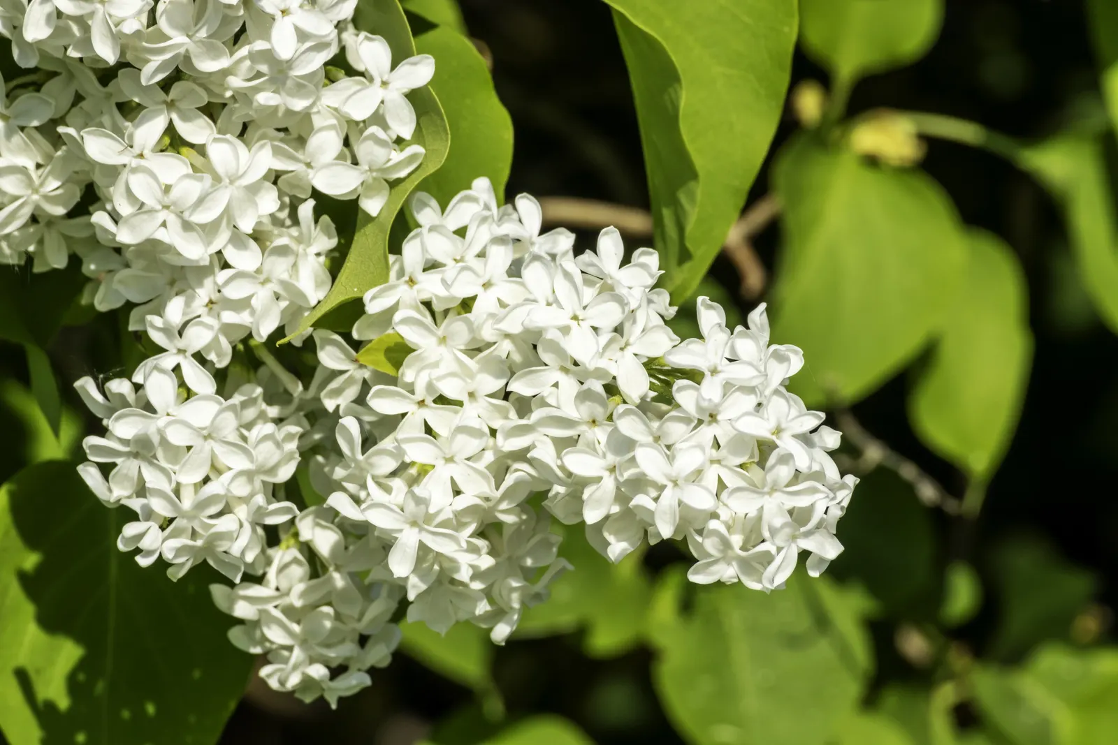 Common White Lilac (Syringa Vulgaris 'Alba') — is a deciduous shrub that grows to about 12 feet high with a spread of 10 feet