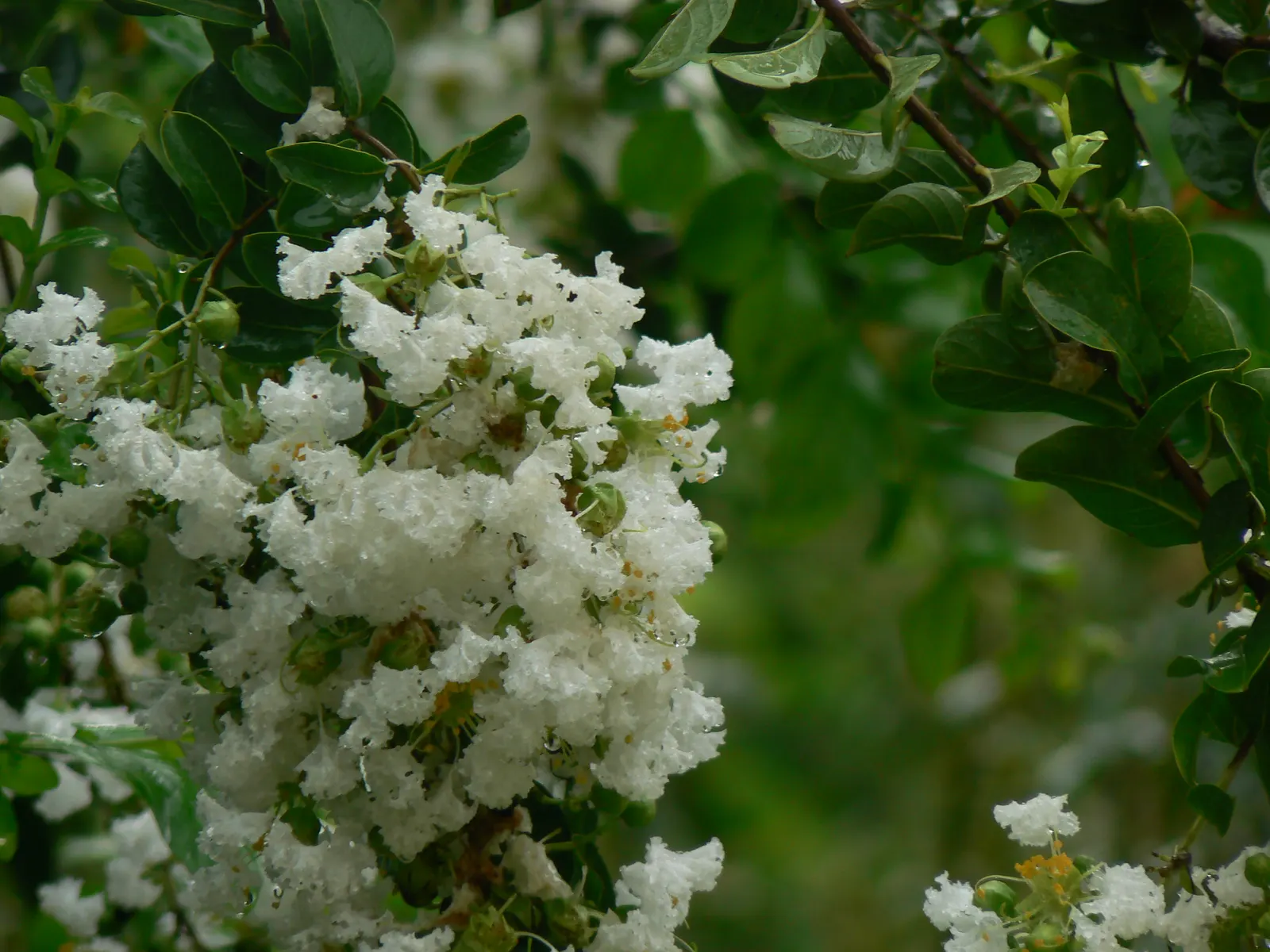 Common White Lilac (Syringa Vulgaris 'Alba') — this lilac prefers full sun to partial shade and well-drained soil