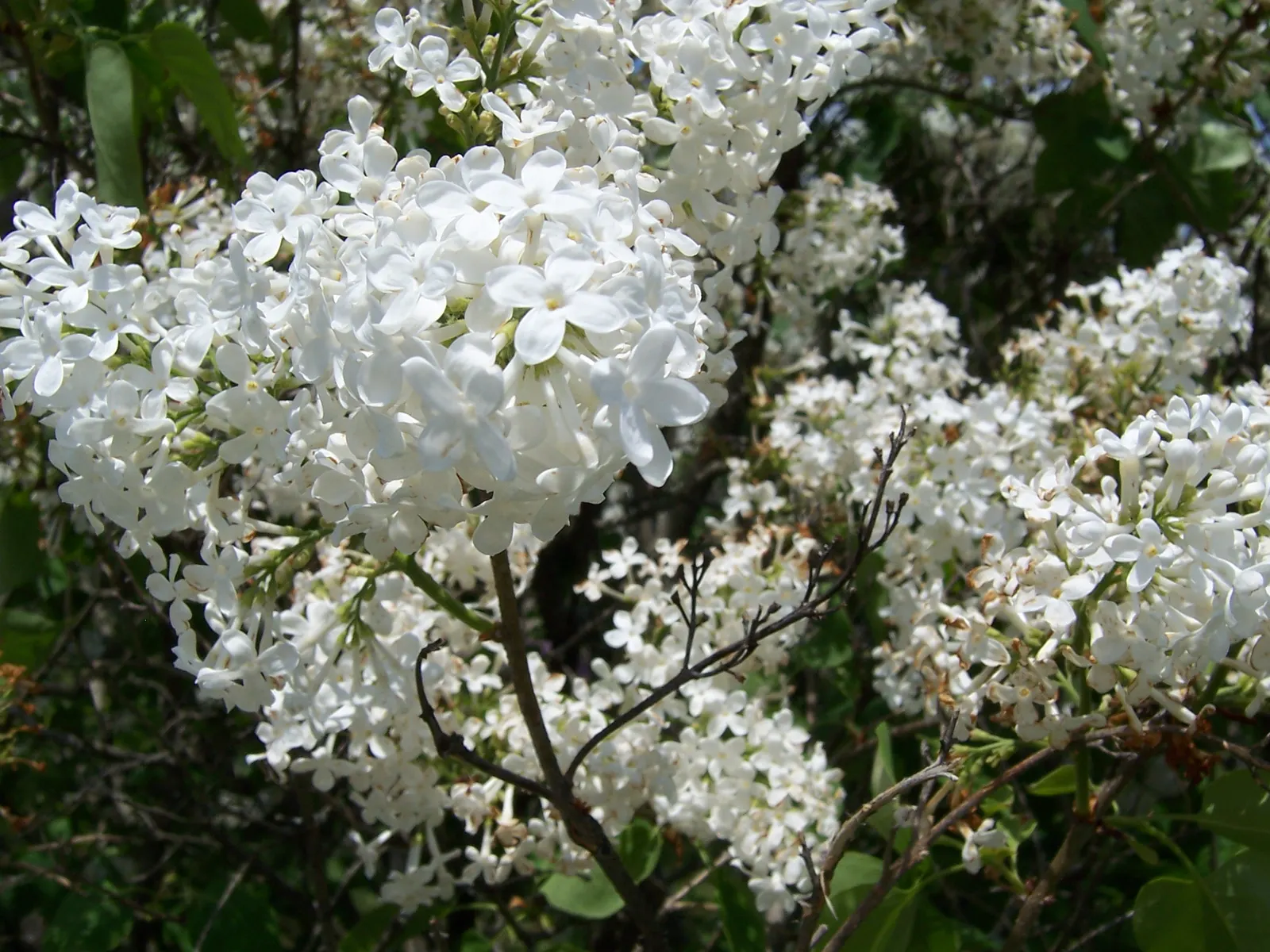 Common White Lilac (Syringa Vulgaris 'Alba') — which can span 6 to 8 inches in length