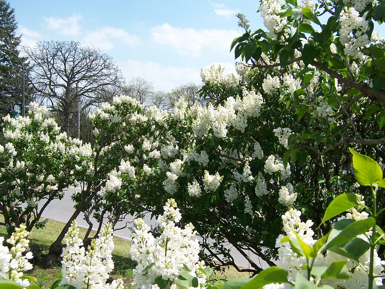 Common White Lilac (Syringa Vulgaris 'Alba') — This deciduous shrub boasts an upright