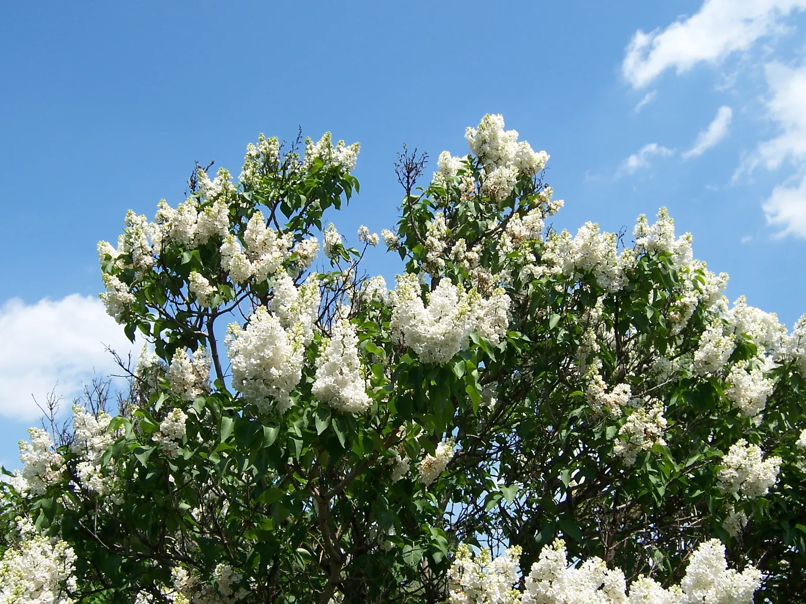 Common White Lilac (Syringa Vulgaris 'Alba') — coupled with its visual and olfactory appeal
