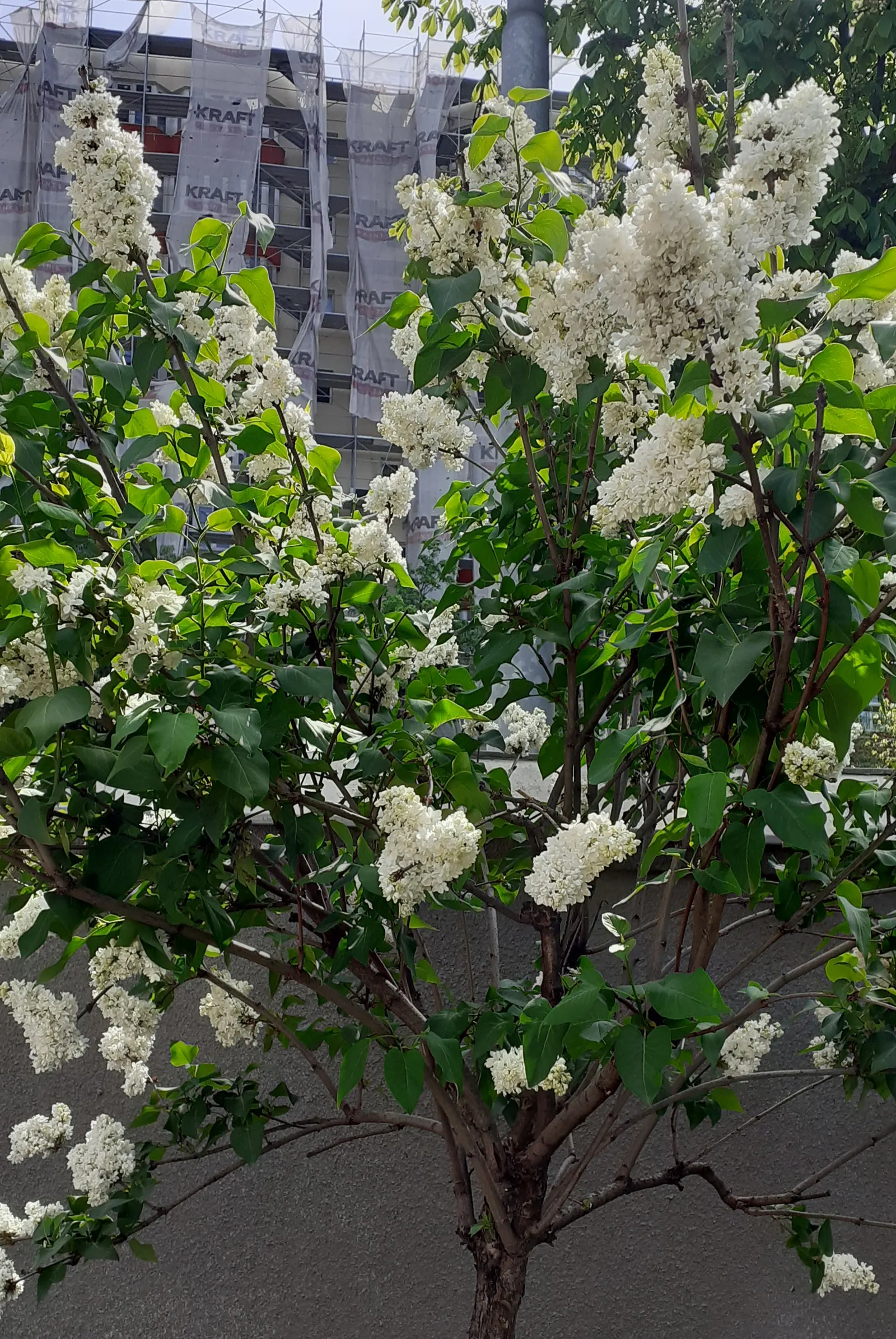 Common White Lilac (Syringa Vulgaris 'Alba') — Its robust growth and durability