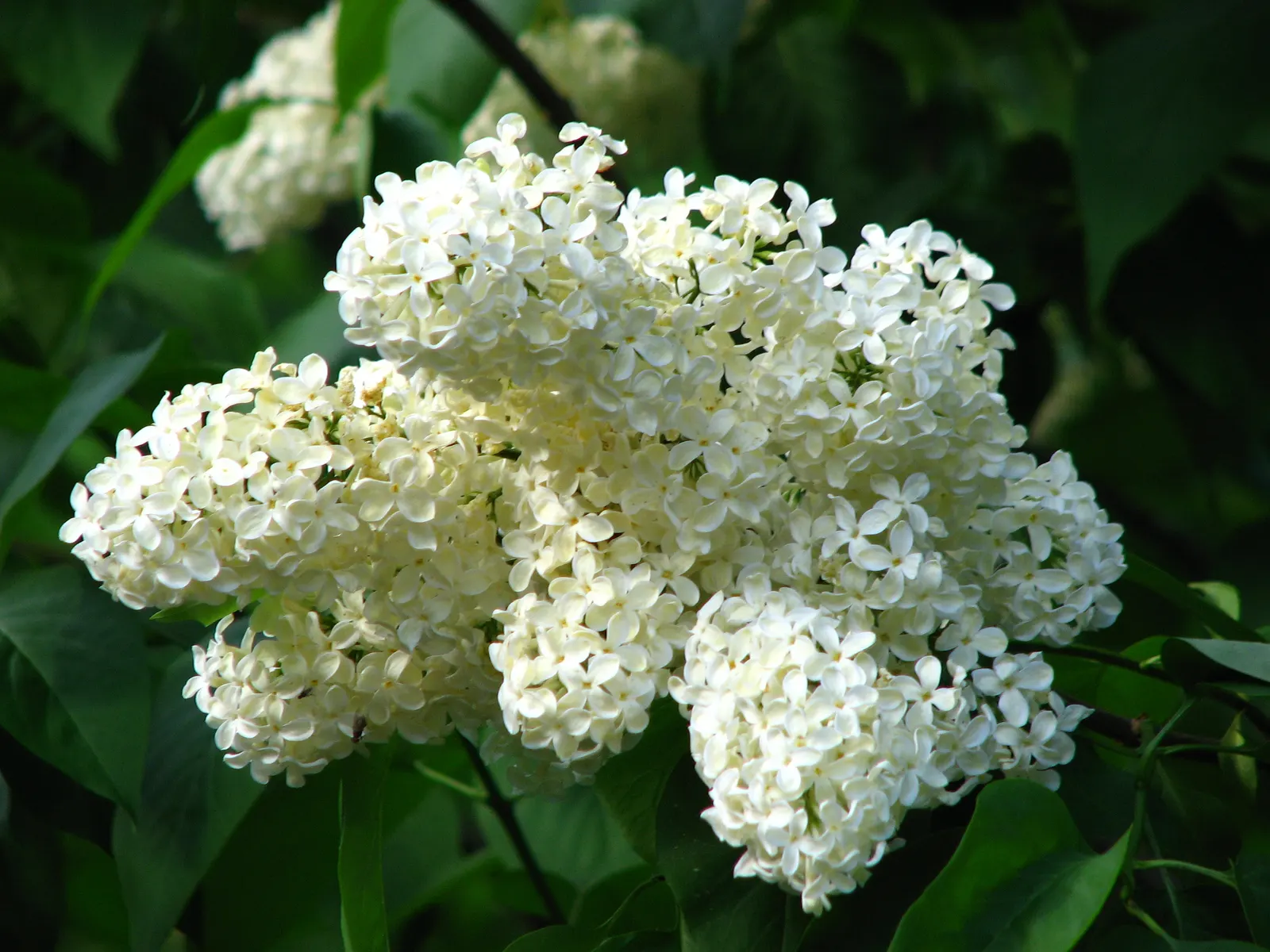 Common White Lilac (Syringa Vulgaris 'Alba') — commonly known as the Common White Lilac