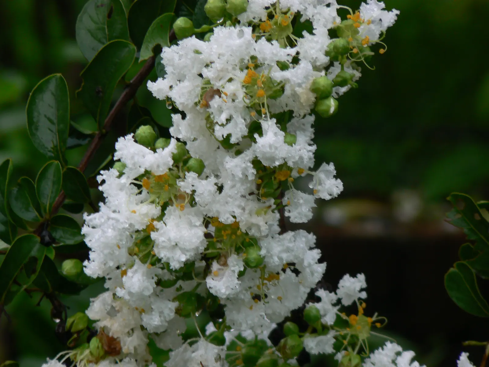 Common White Lilac (Syringa Vulgaris 'Alba') — adding classic elegance to any landscape design