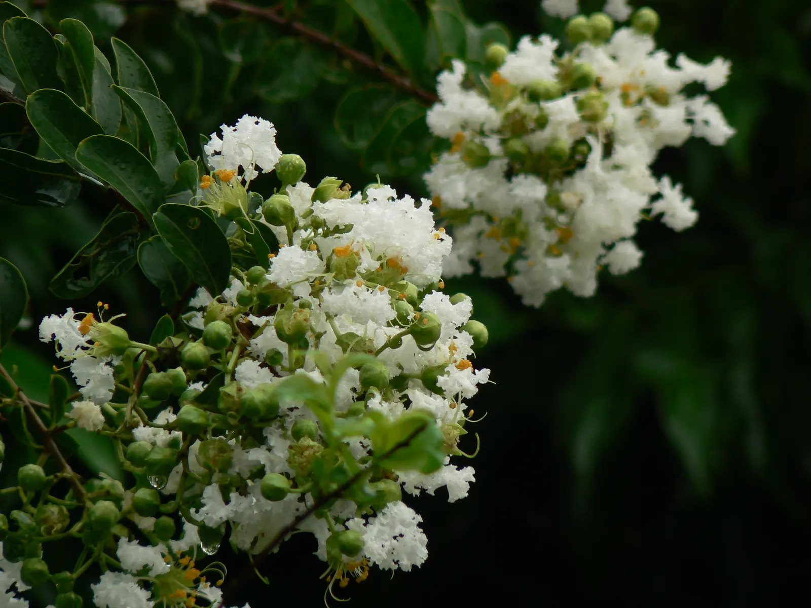 Common White Lilac (Syringa Vulgaris 'Alba') — it's perfect for hedges or as a stand-alone specimen