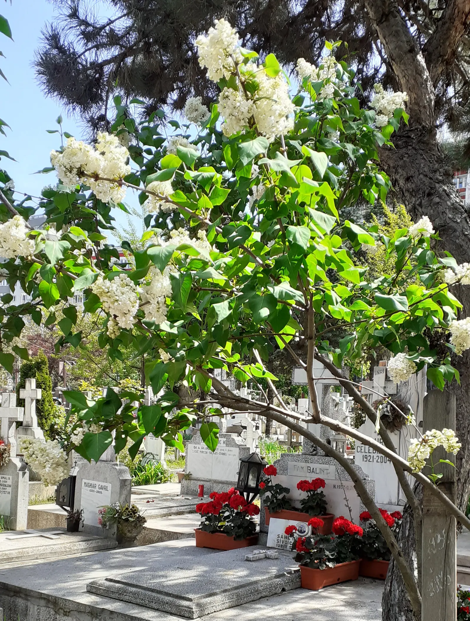 Common White Lilac (Syringa Vulgaris 'Alba') — pure white blossoms in spring