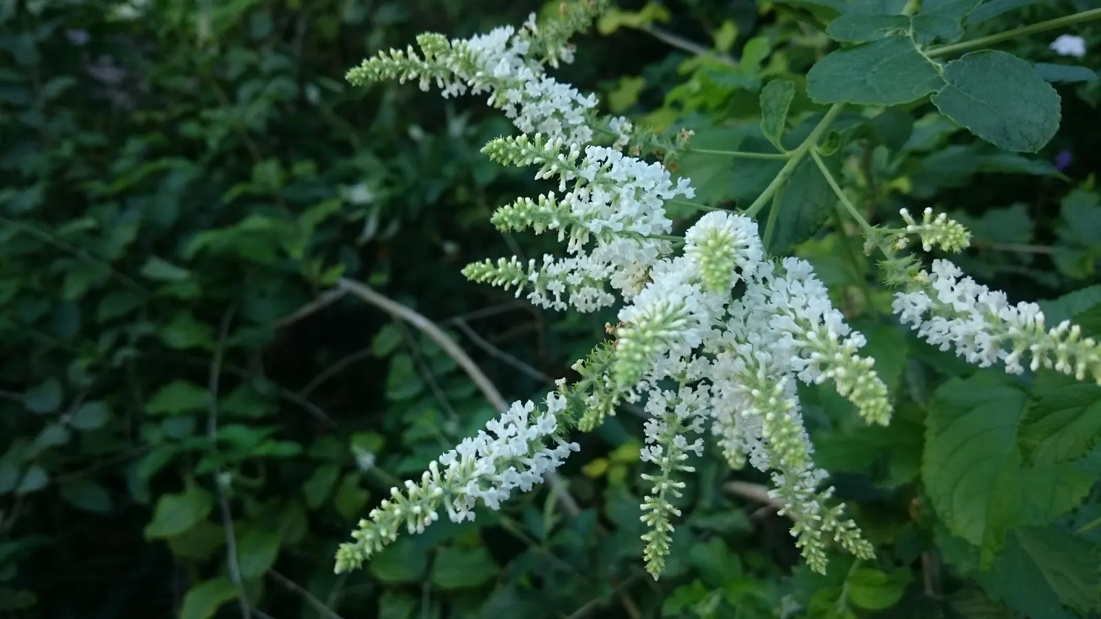 Common White Lilac (Syringa Vulgaris 'Alba') — or Syringa vulgaris 'Alba,' is a timeless choice for adding elegance and fragrance to any landscape design