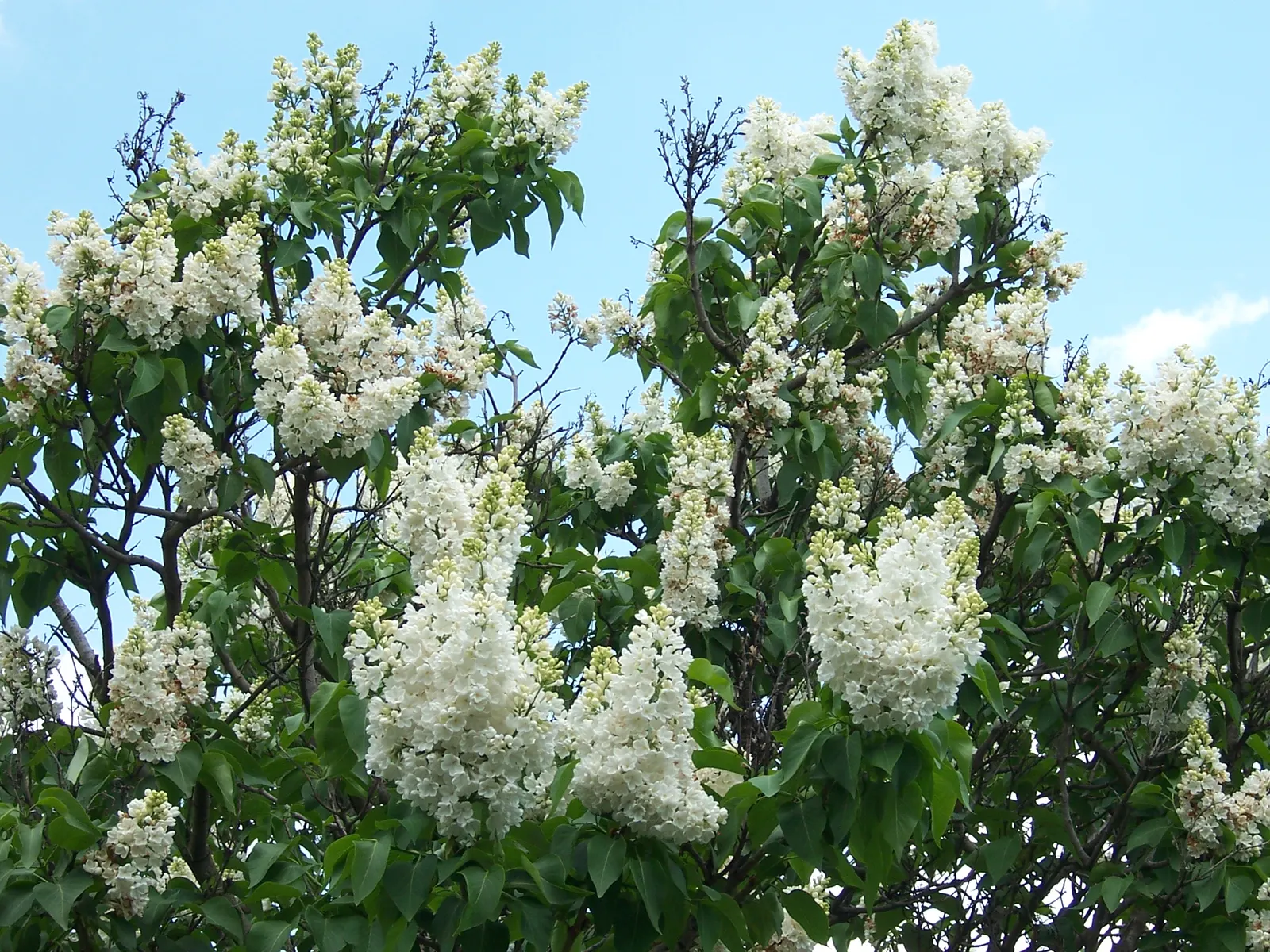 Common White Lilac (Syringa Vulgaris 'Alba') — Blooming occurs in late spring