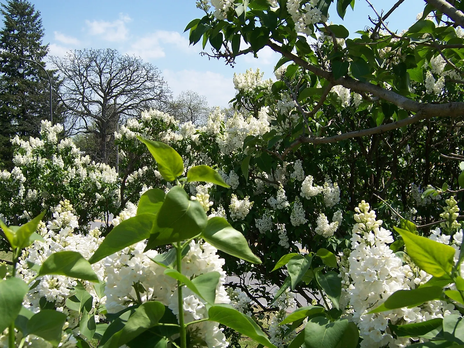 Common White Lilac (Syringa Vulgaris 'Alba') — typically 2 to 4 inches in length