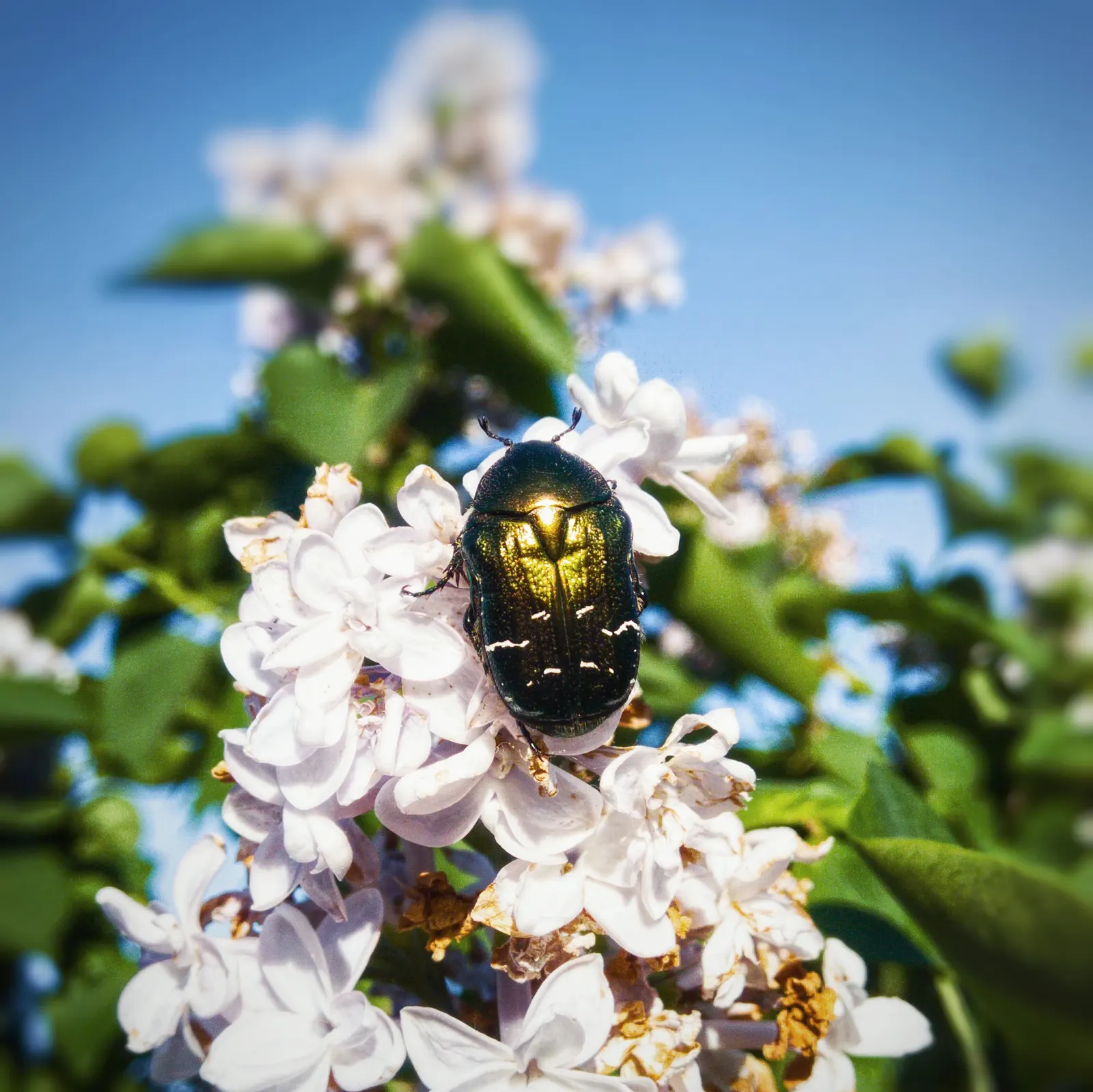 Common White Lilac (Syringa Vulgaris 'Alba') — make Syringa vulgaris 'Alba' an invaluable addition to any garden