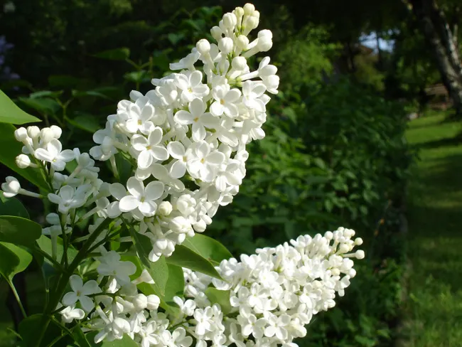 Common White Lilac (Syringa Vulgaris 'Alba') — consider using it as a statement piece or as part of a hedgerow for privacy