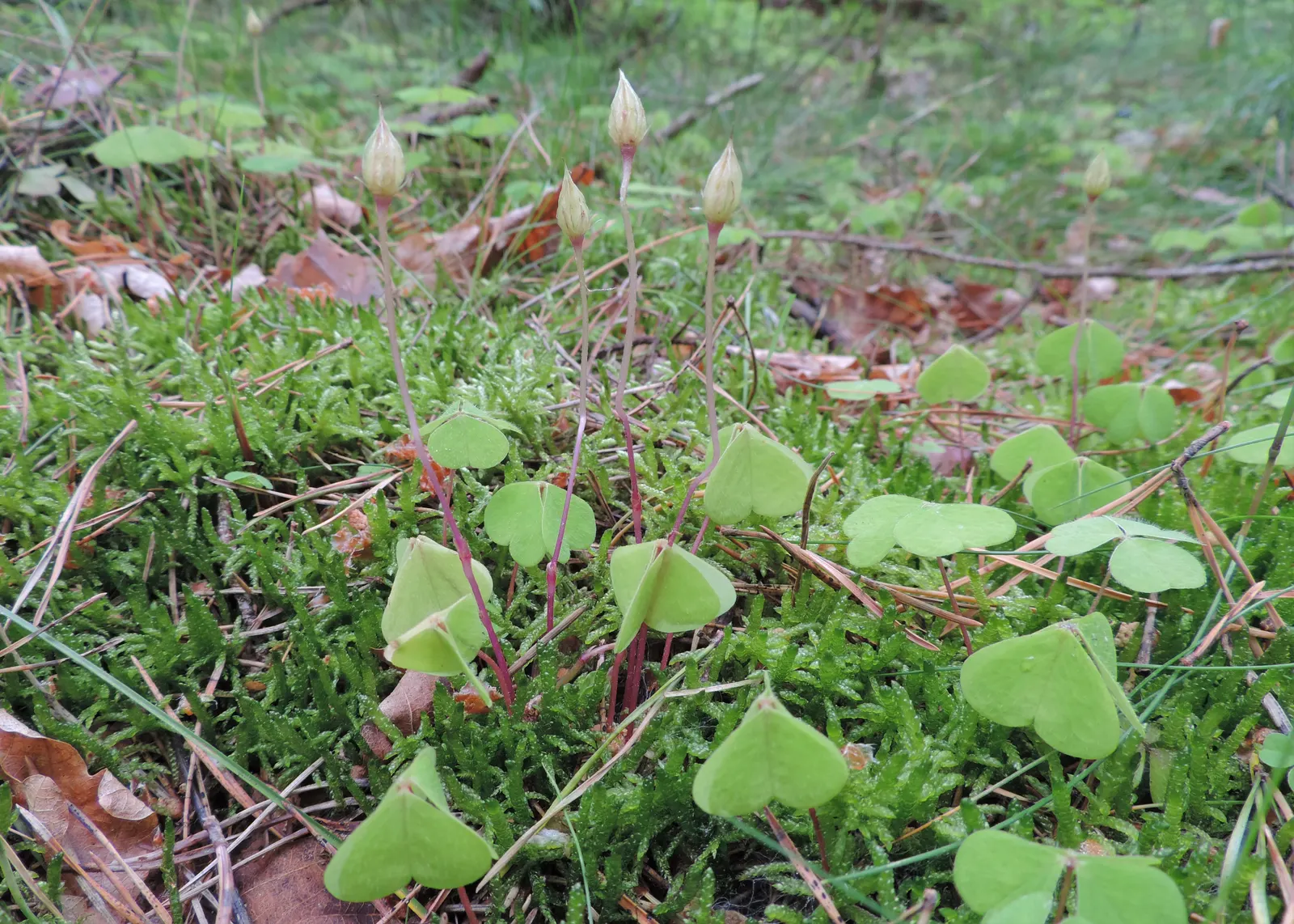 Wood Sorrel (Oxalis Acetosella) — while its modest height ensures it won't overshadow neighboring plants; reopening with the light of, image 107