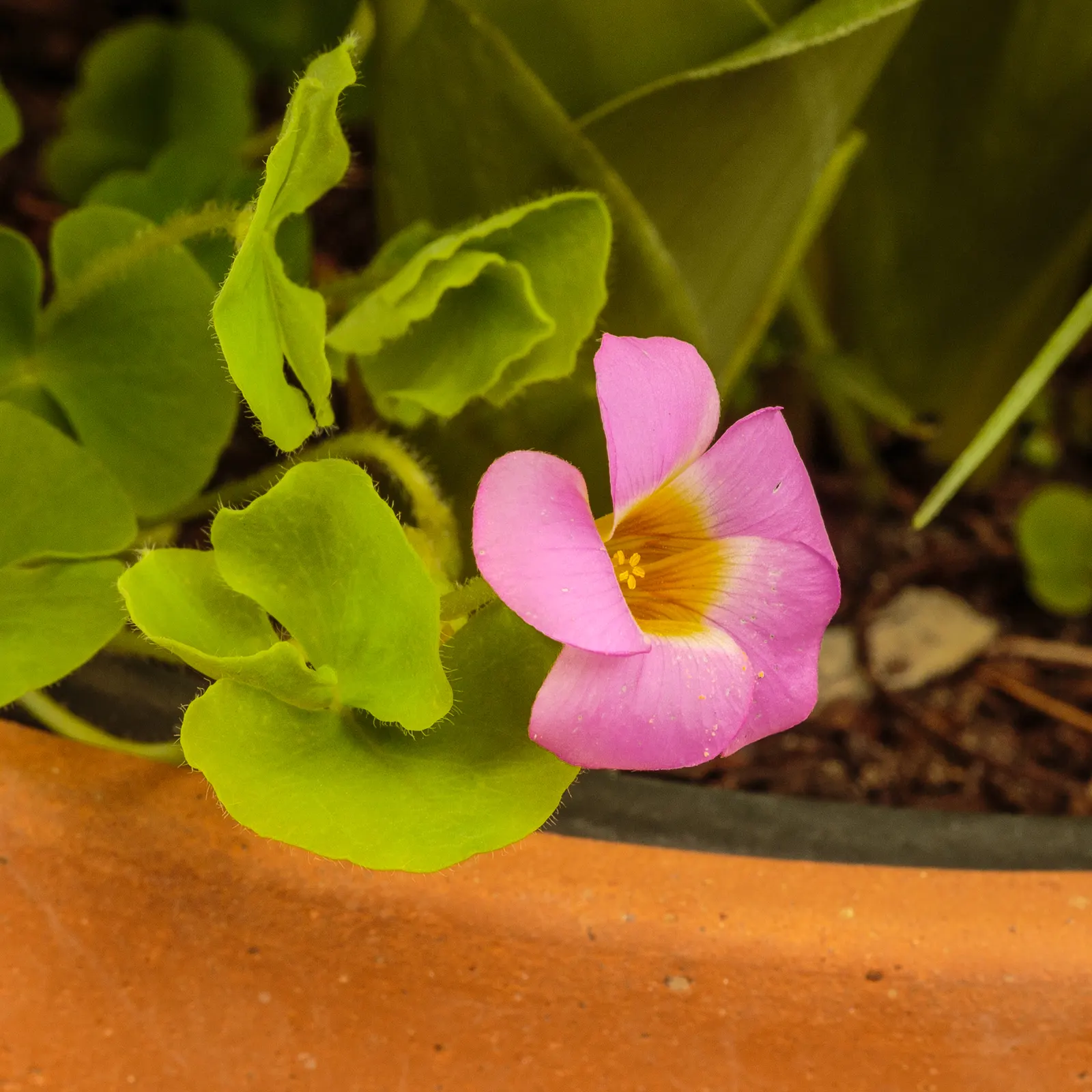 Wood Sorrel (Oxalis Acetosella) — making it an excellent choice for woodland gardens or shaded areas where many other plants may struggle; adding a, image 98