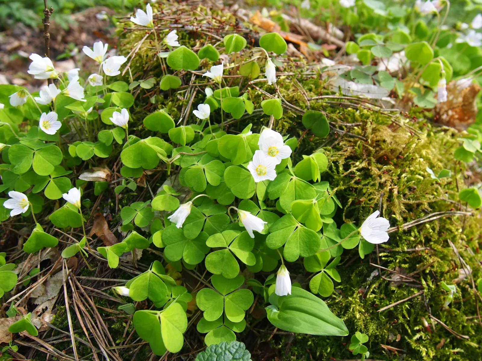 Wood Sorrel (Oxalis Acetosella) — Its trifoliate, clover-like leaves and delicate white, veined flowers give a woodland feel; adding a subtle pop, image 114
