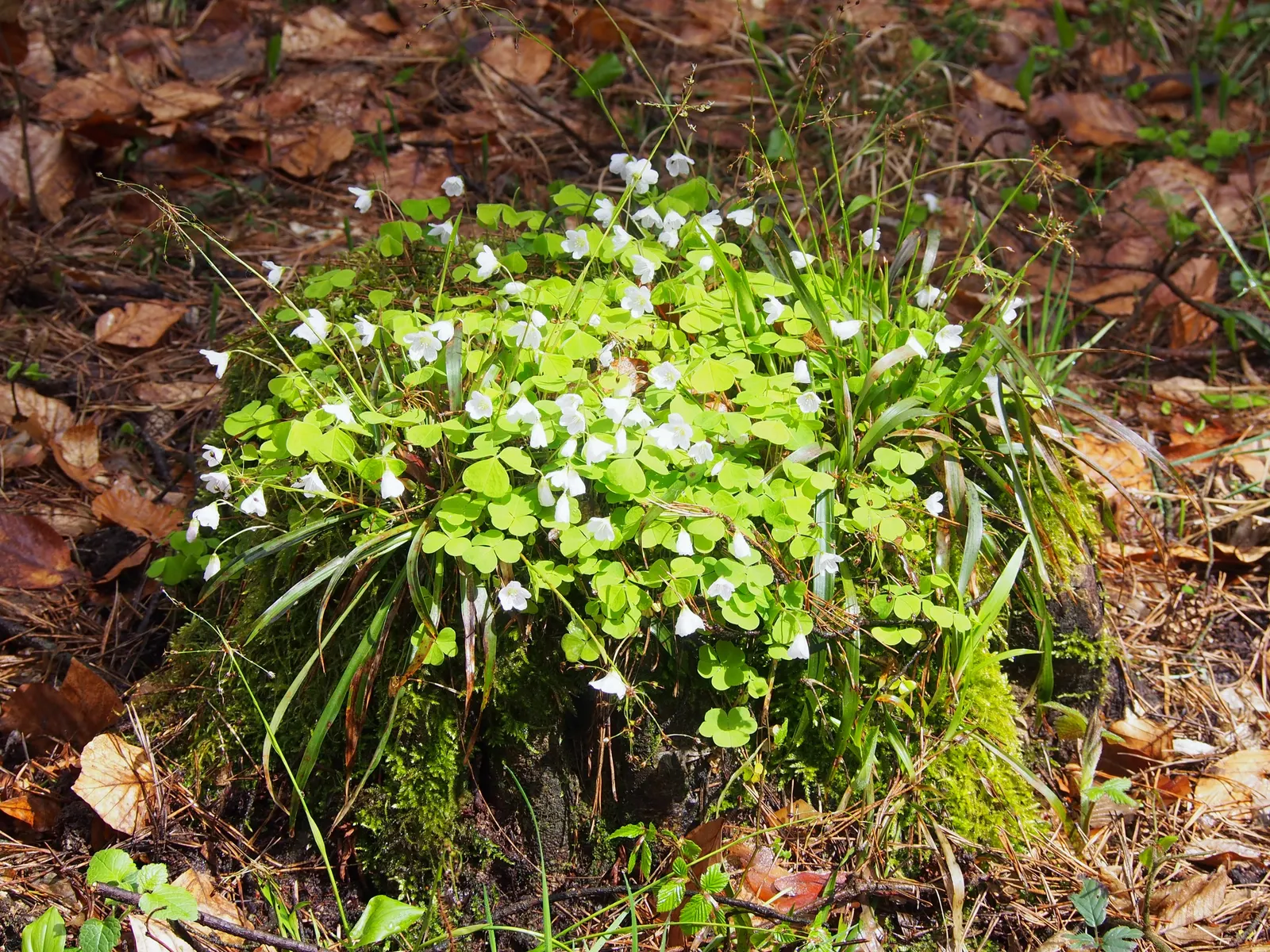 Wood Sorrel (Oxalis Acetosella) — or used to fill spaces between stepping stones and along garden paths; hardy in zones 3-9, it spreads through, image 133