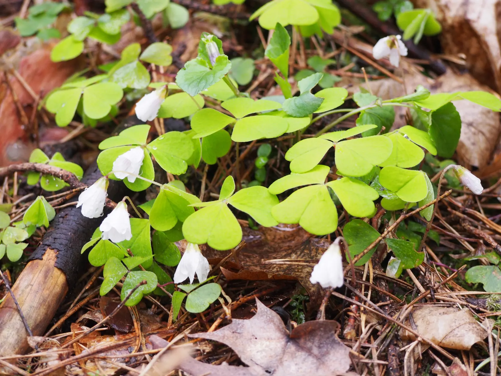 Wood Sorrel (Oxalis Acetosella) — adding a subtle pop of color with their yellow centers; reopening with the light of day.<br><br>When designing a, image 151