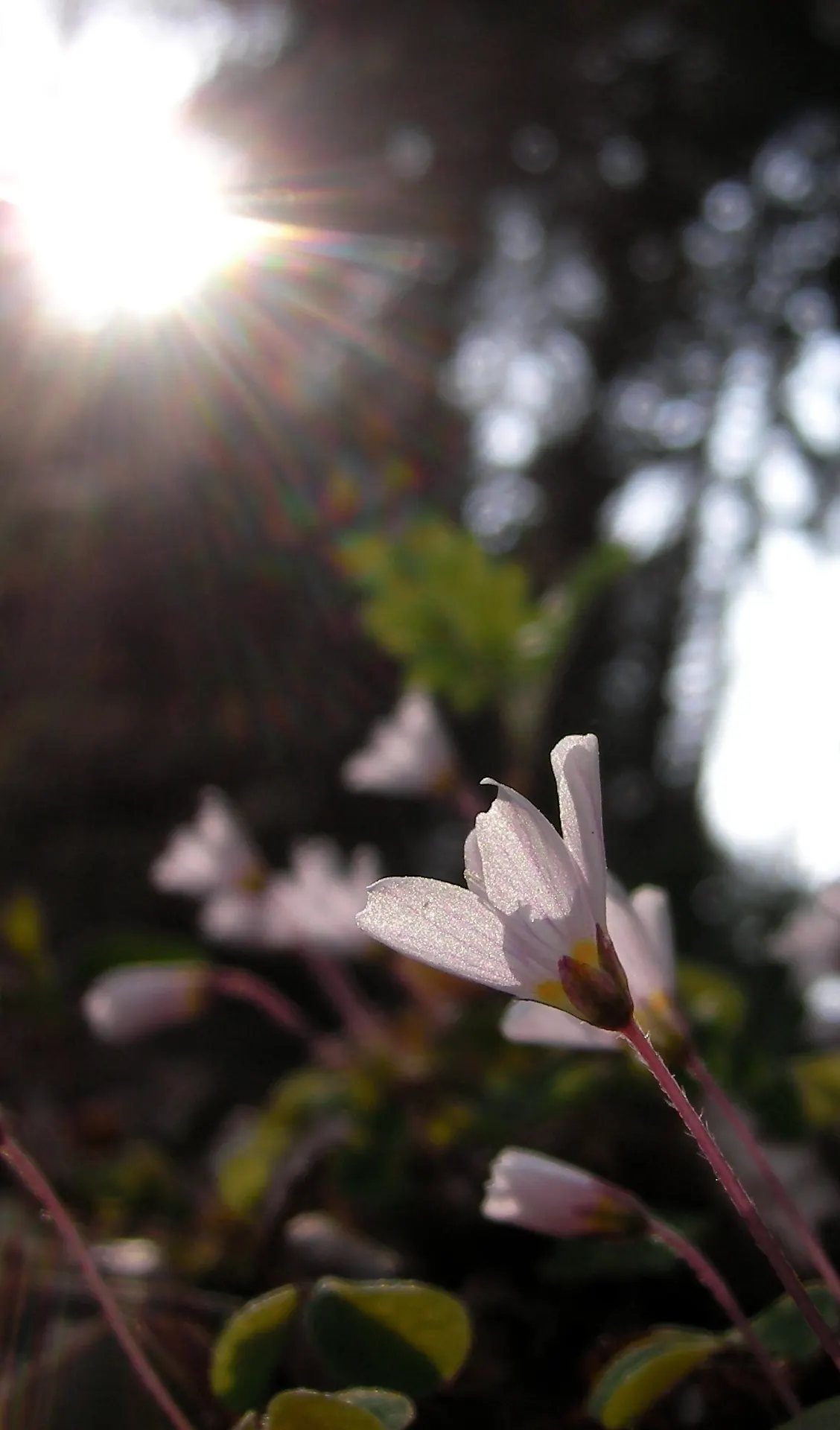 Wood Sorrel (Oxalis Acetosella) — and other shade-loving species; vibrant green it adds to shaded sections of their garden