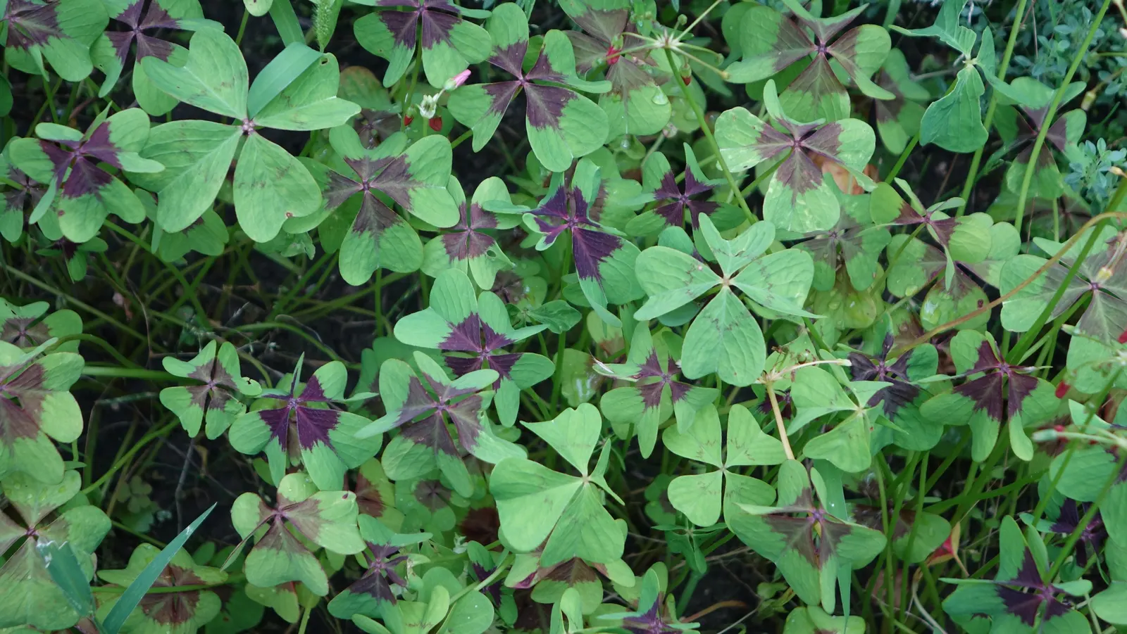Wood Sorrel (Oxalis Acetosella) — well-draining soils rich in organic matter and typically flourishes in USDA Hardiness Zones 3 through 9, image 155