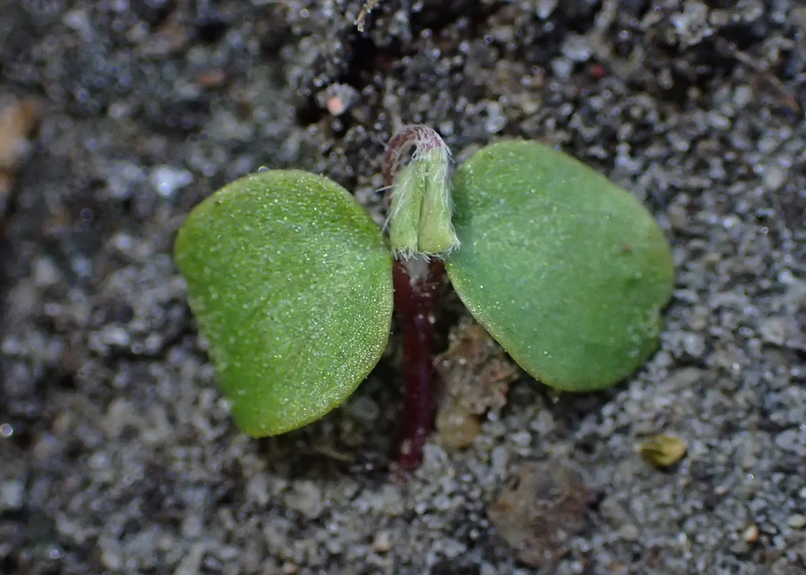 Wood Sorrel (Oxalis Acetosella) — perennial with multi-colored and white blooms