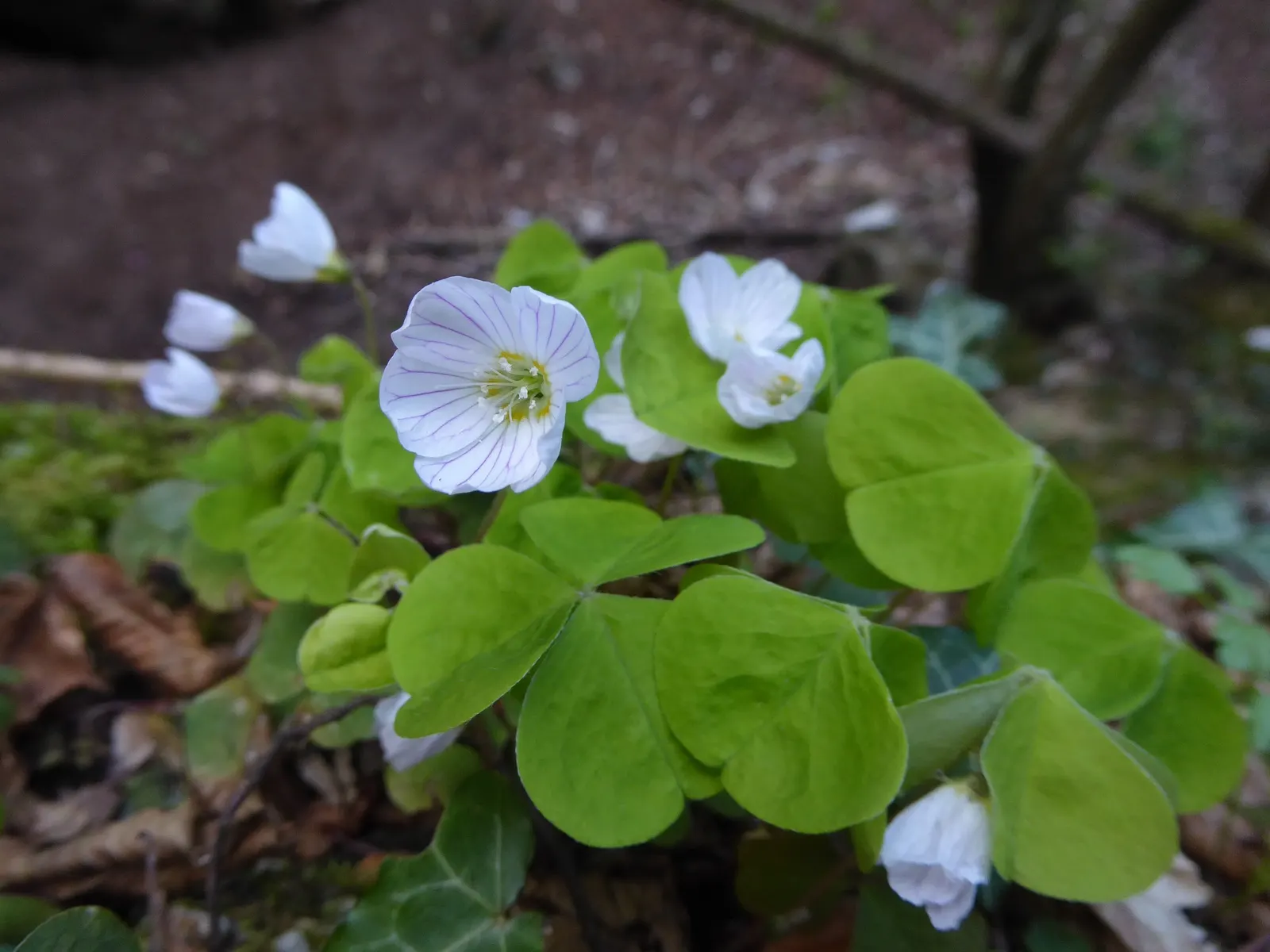 Wood Sorrel (Oxalis Acetosella) — With its trifoliate leaves that resemble shamrocks; adding a subtle pop of color with their yellow centers, image 62