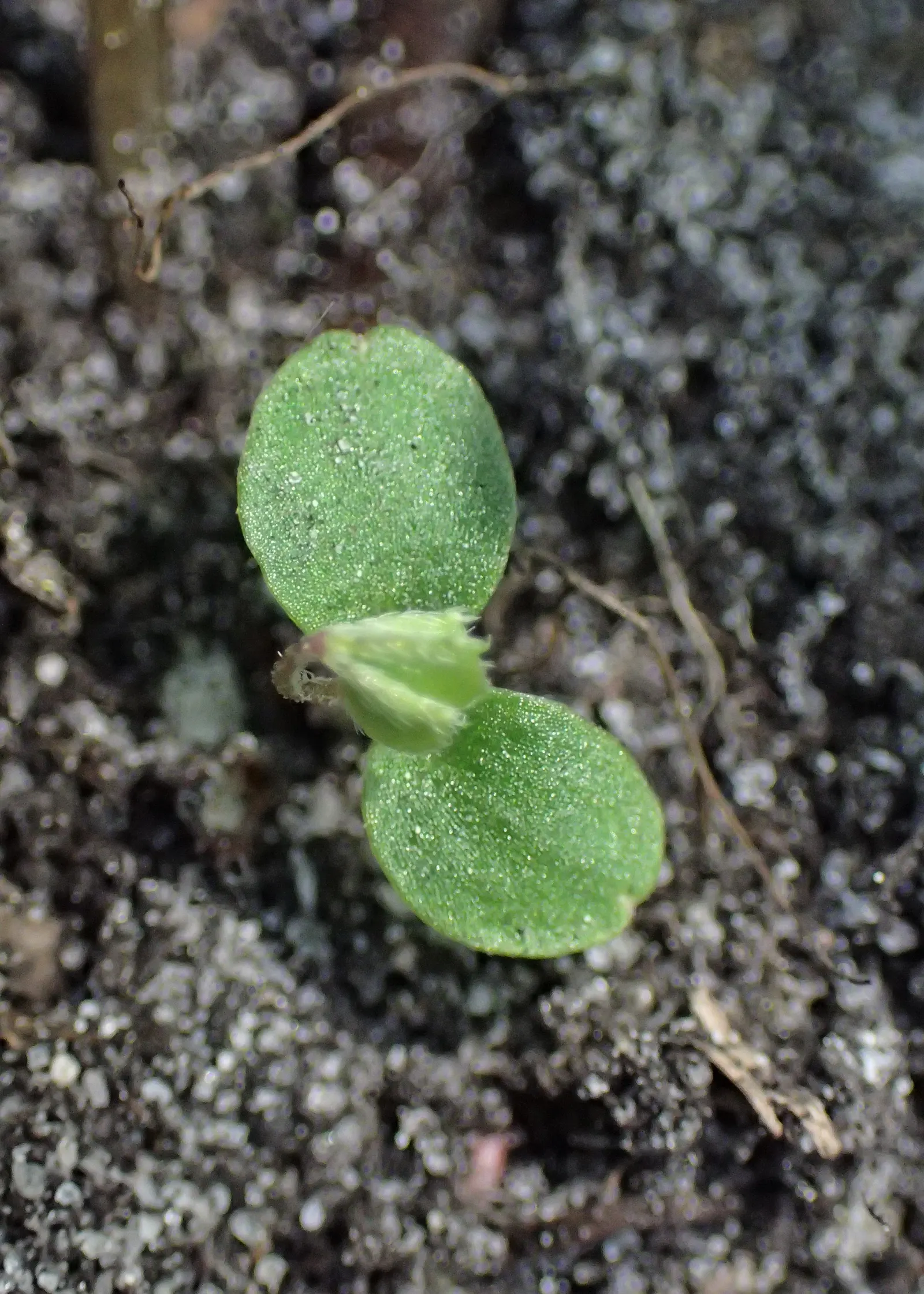 Wood Sorrel (Oxalis Acetosella) — carpet-like ground cover reaching 2 to 5 inches in height; hardy in zones 3-9, it spreads through rhizomes, image 121