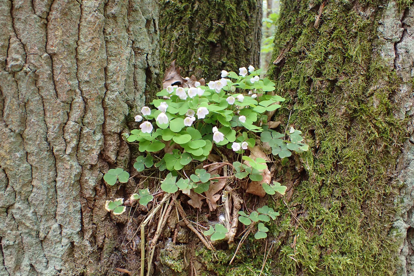 Wood Sorrel (Oxalis Acetosella) — Adds whimsical beauty and attracts pollinators in a garden design; hardy in zones 3-9, it spreads through, image 89