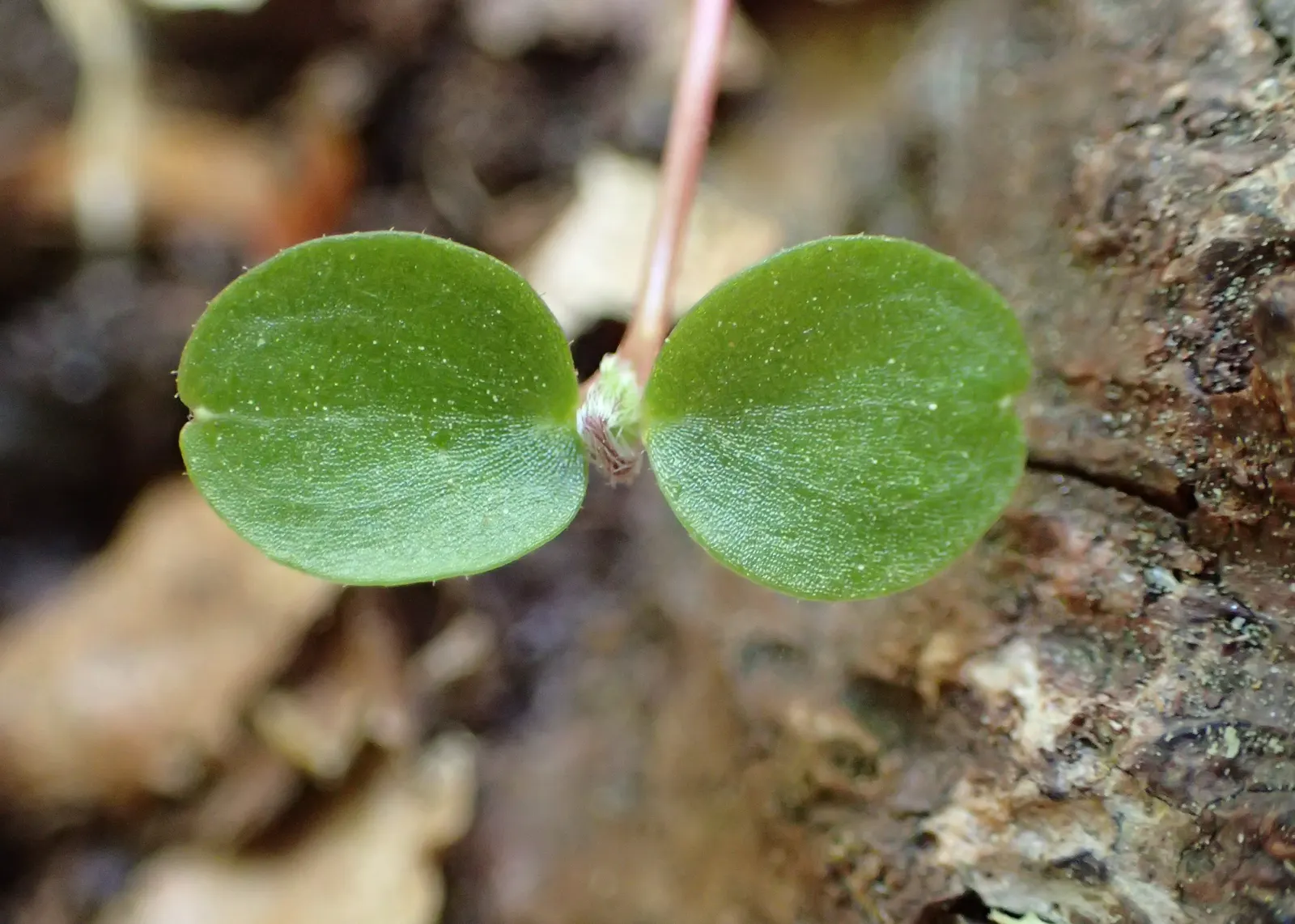 Wood Sorrel (Oxalis Acetosella) — This plant is not only aesthetically pleasing but also fascinating; its leaves exhibit nyctinasty; vibrant green, image 100