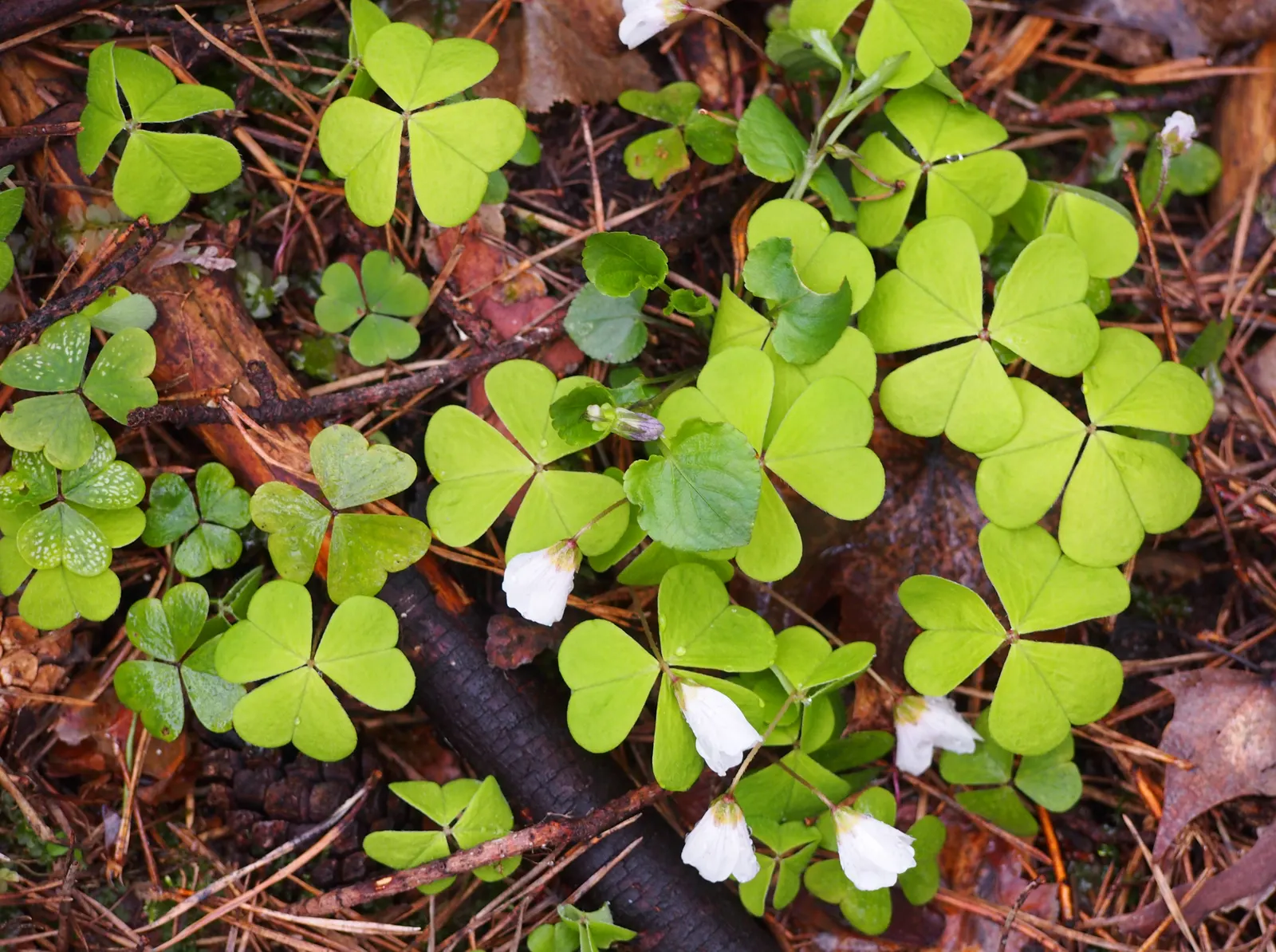 Wood Sorrel (Oxalis Acetosella) — Adds whimsical beauty and attracts pollinators in a garden design; hardy in zones 3-9, it spreads through, image 117