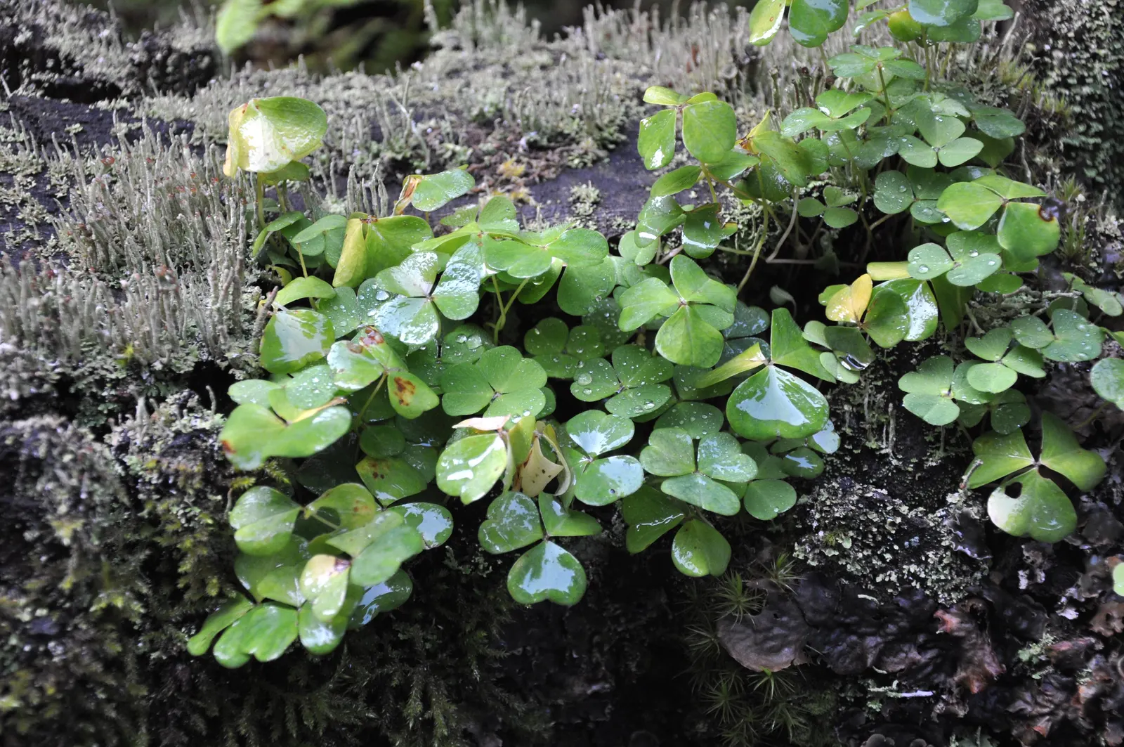 Wood Sorrel (Oxalis Acetosella) — making it an excellent choice for woodland gardens or shaded areas where many other plants may struggle