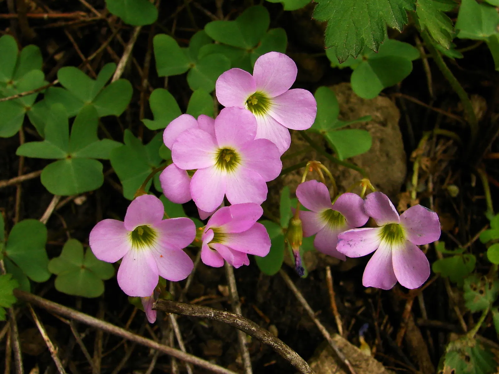 Wood Sorrel (Oxalis Acetosella) — making it an excellent choice for woodland gardens or shaded areas where many other plants may struggle; adding a, image 154