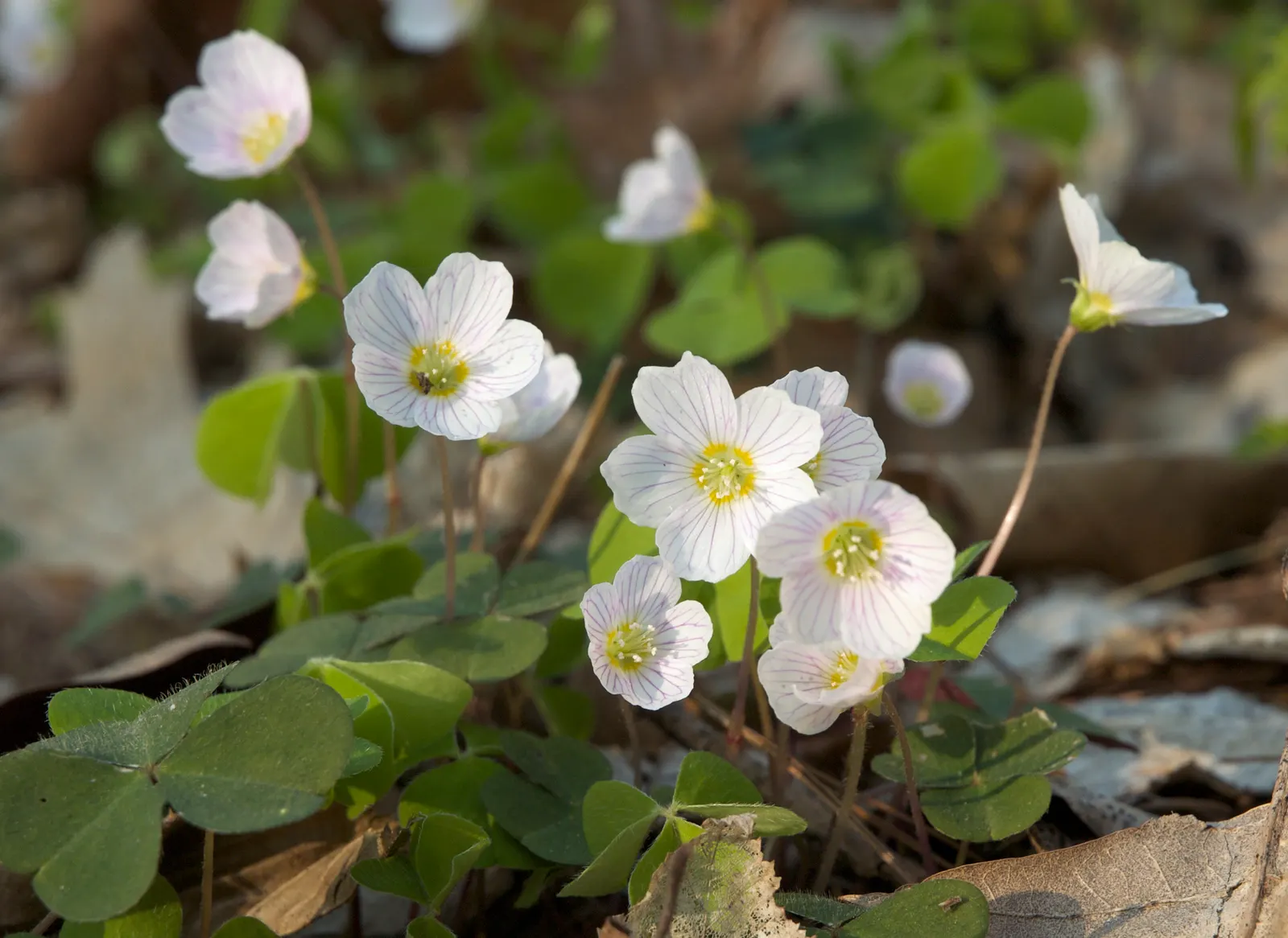 Wood Sorrel (Oxalis Acetosella) — Clients will appreciate its whimsical form and the refreshing; vibrant green it adds to shaded sections of their garden