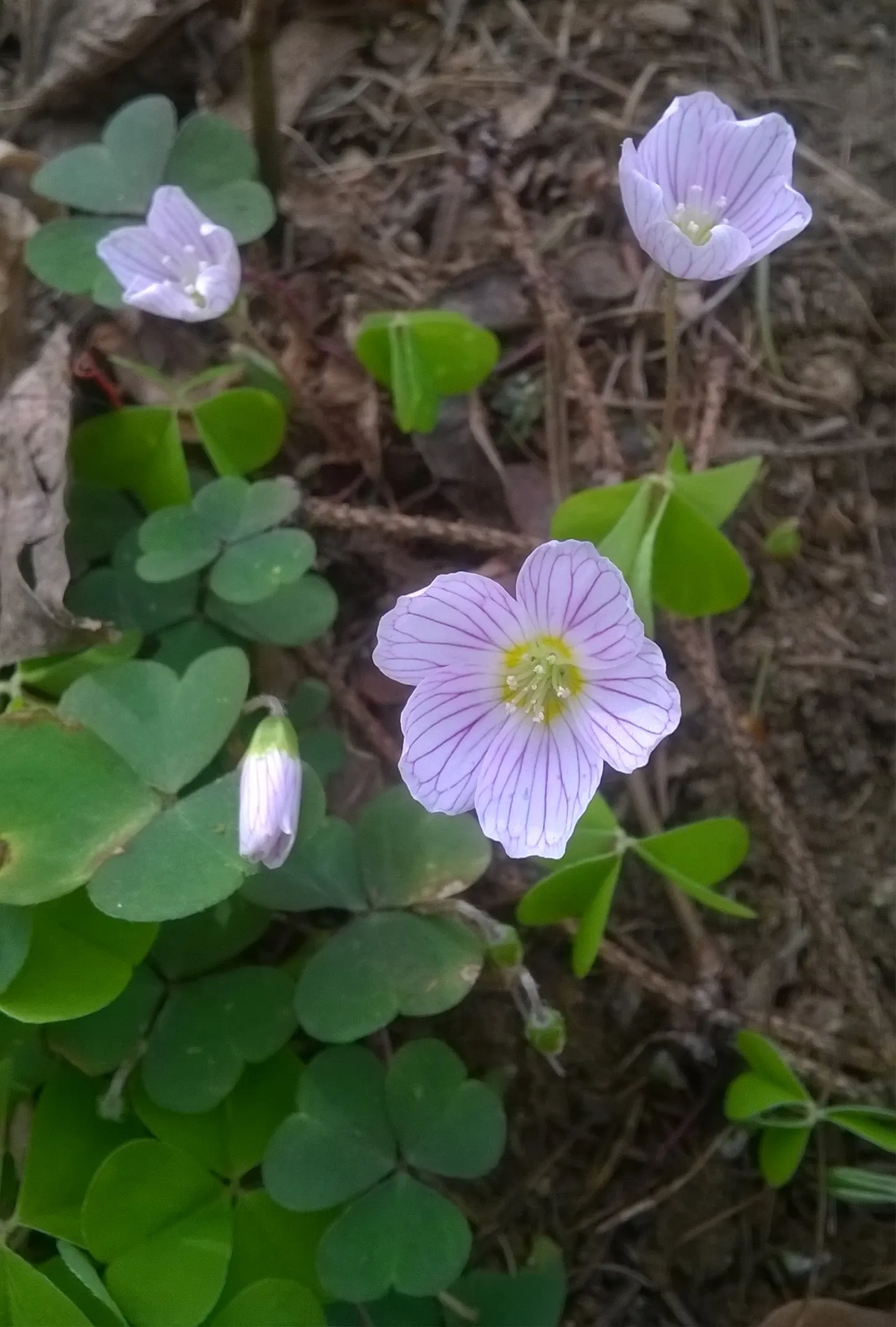 Wood Sorrel (Oxalis Acetosella) — adding a subtle pop of color with their yellow centers; reopening with the light of day.<br><br>When designing a landscape
