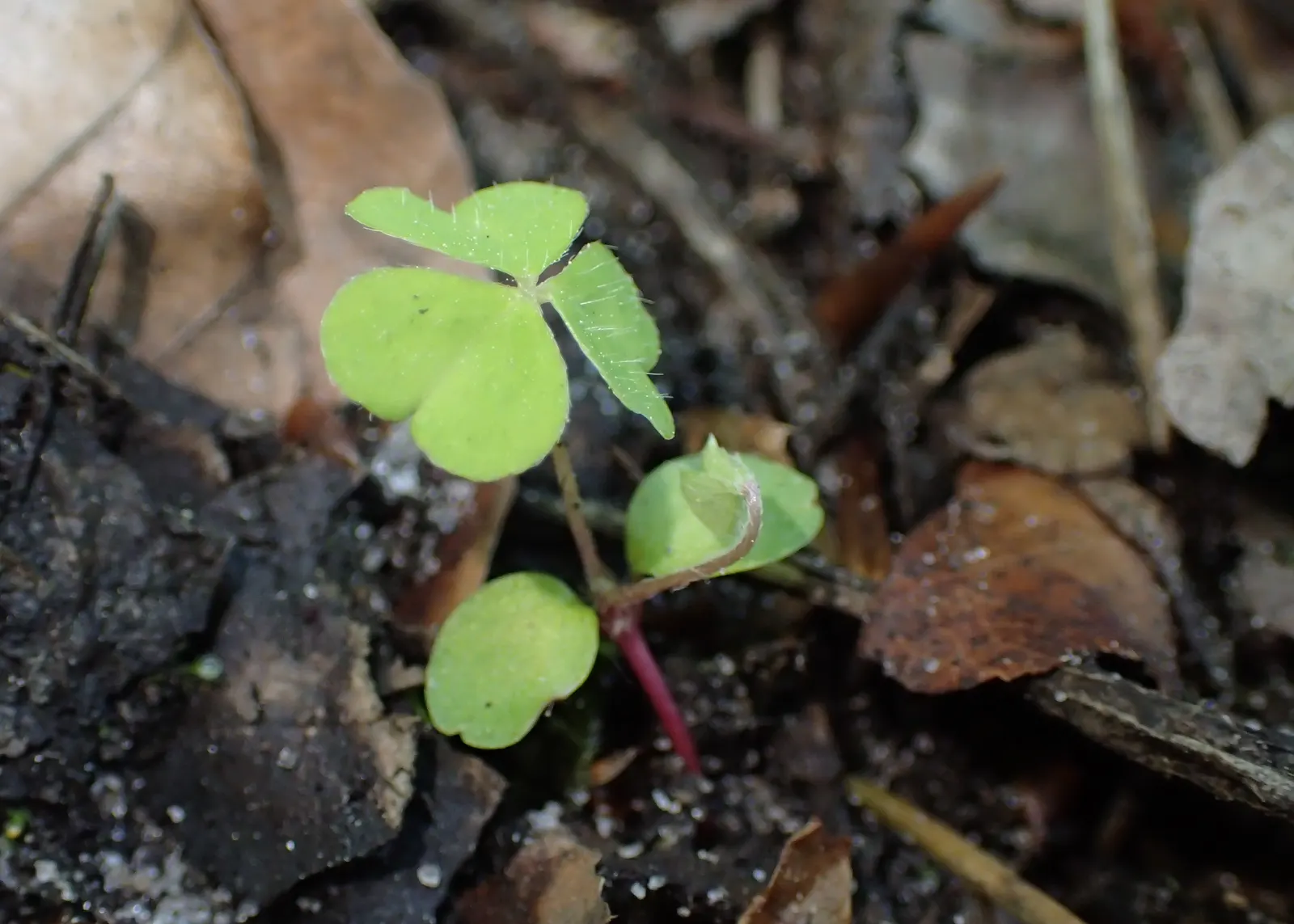 Wood Sorrel (Oxalis Acetosella) — held aloft on stems that rise just above the foliage.<br><br>Wood Sorrel prefers partial to full shade