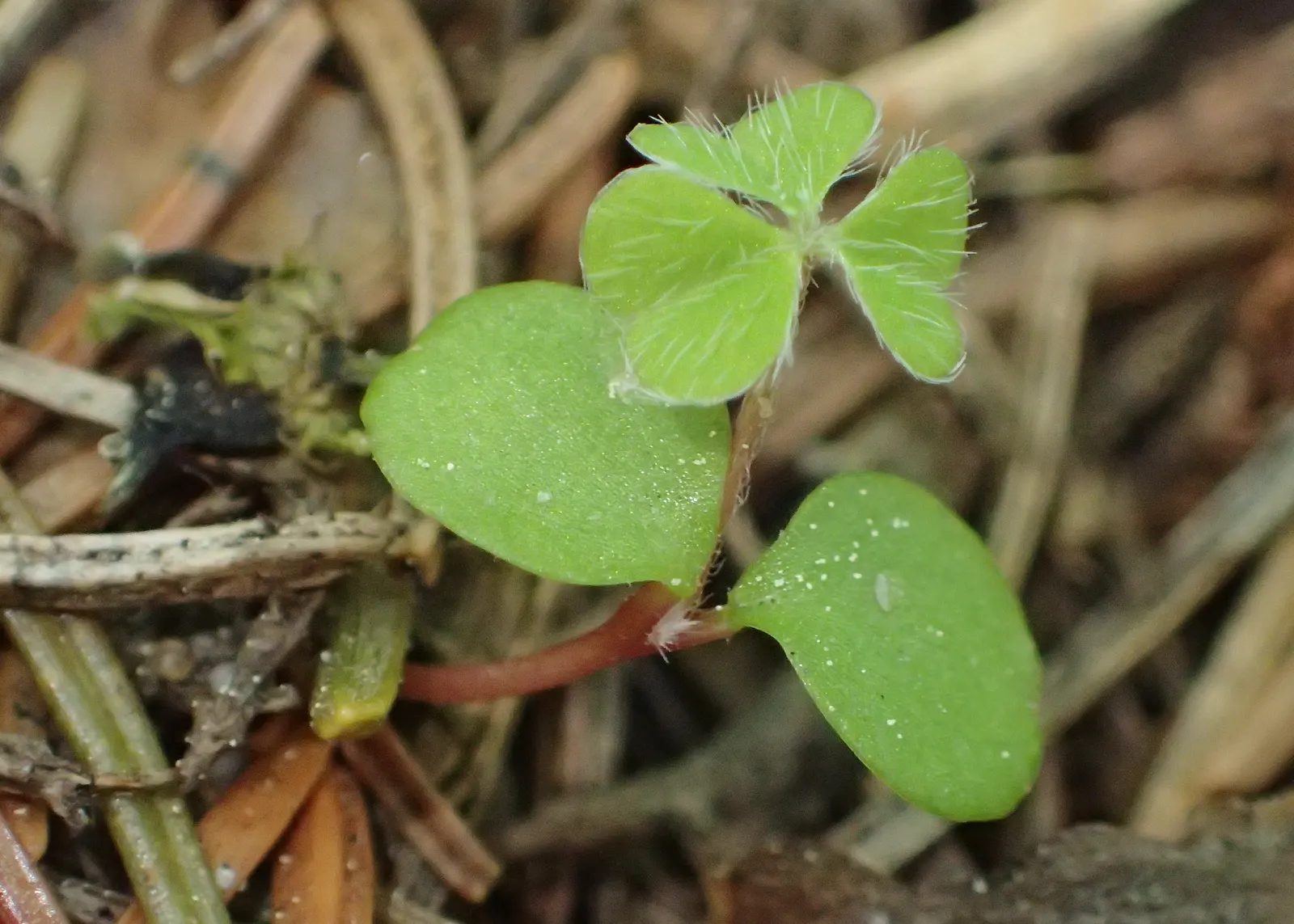 Wood Sorrel (Oxalis Acetosella) — Preferring partial to full shade, it thrives in well-drained, acidic soil; reopening with the light of, image 115