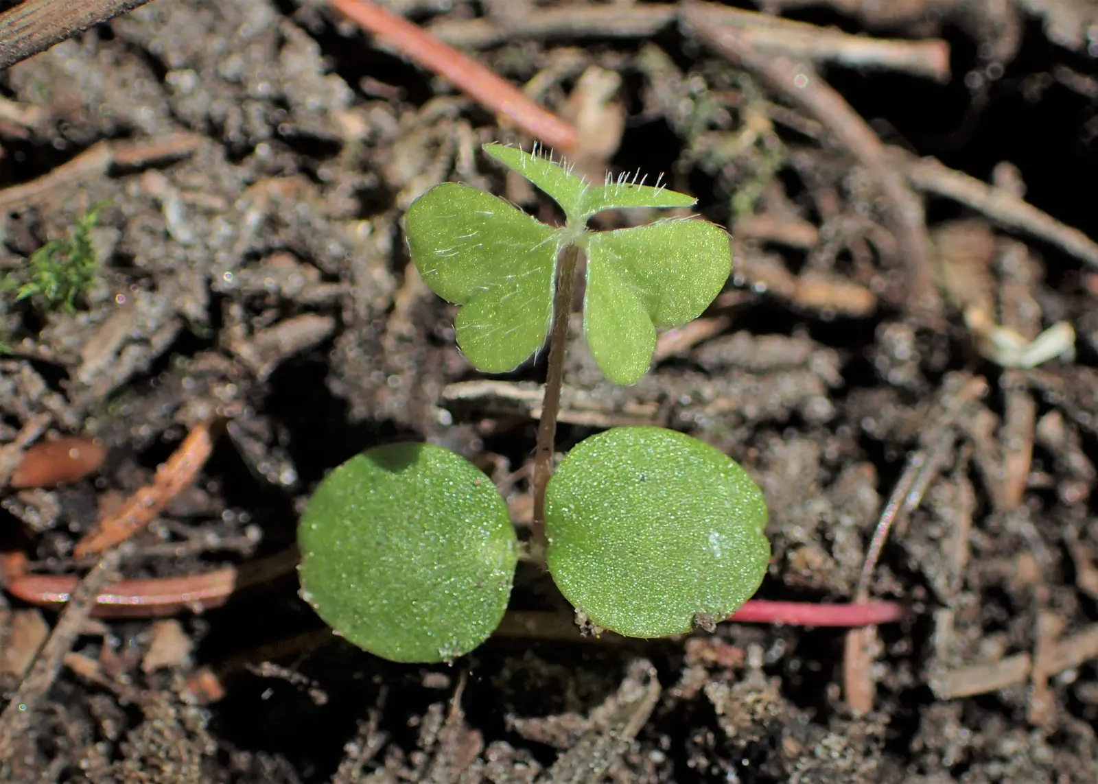 Wood Sorrel (Oxalis Acetosella) — perennial for full or half or shade; vibrant green it adds to shaded sections of their garden, image 140