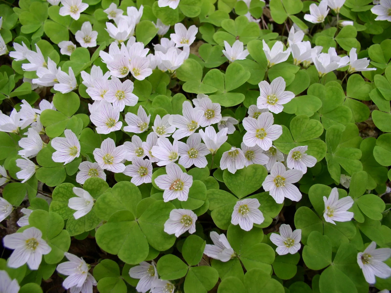 Wood Sorrel (Oxalis Acetosella) — the Wood Sorrel provides a lush; vibrant green it adds to shaded sections of their garden