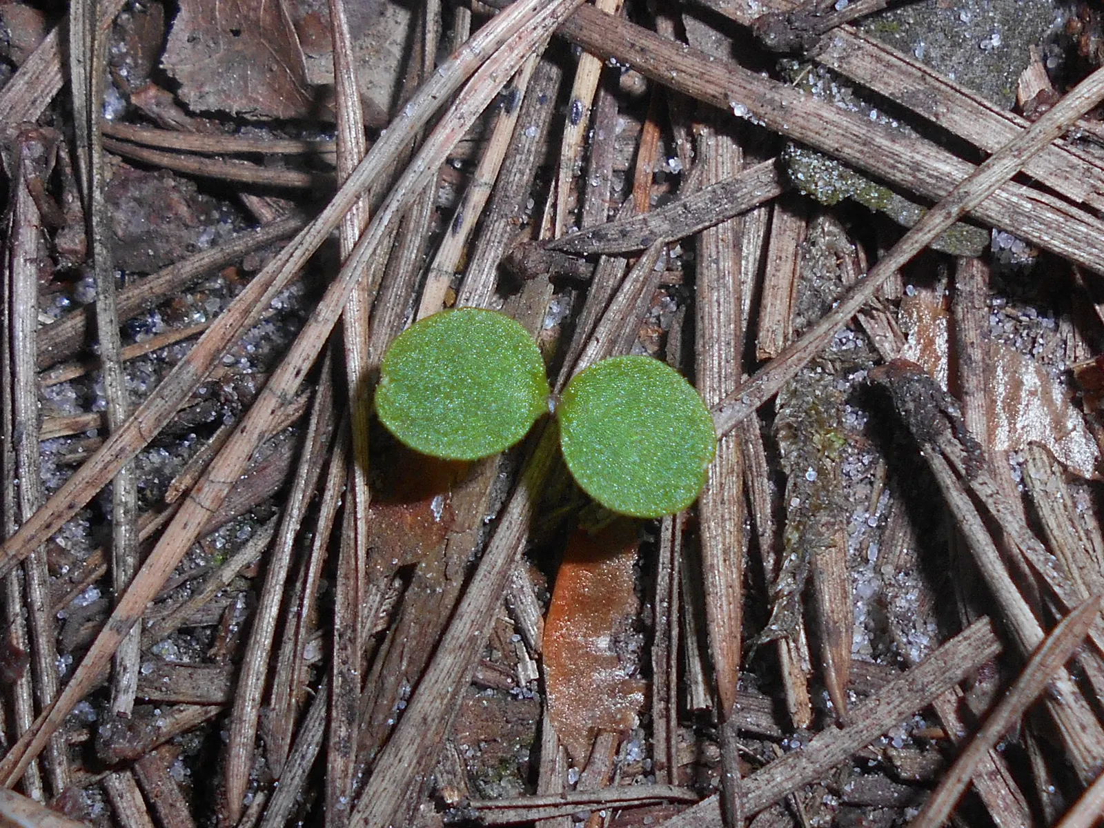 Wood Sorrel (Oxalis Acetosella) — Wood Sorrel can be incorporated as an understory plant paired with ferns; reopening with the light of, image 75