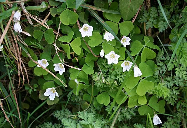 Wood Sorrel (Oxalis Acetosella) — Clients will appreciate its whimsical form and the refreshing; vibrant green it adds to shaded sections of their, image 136