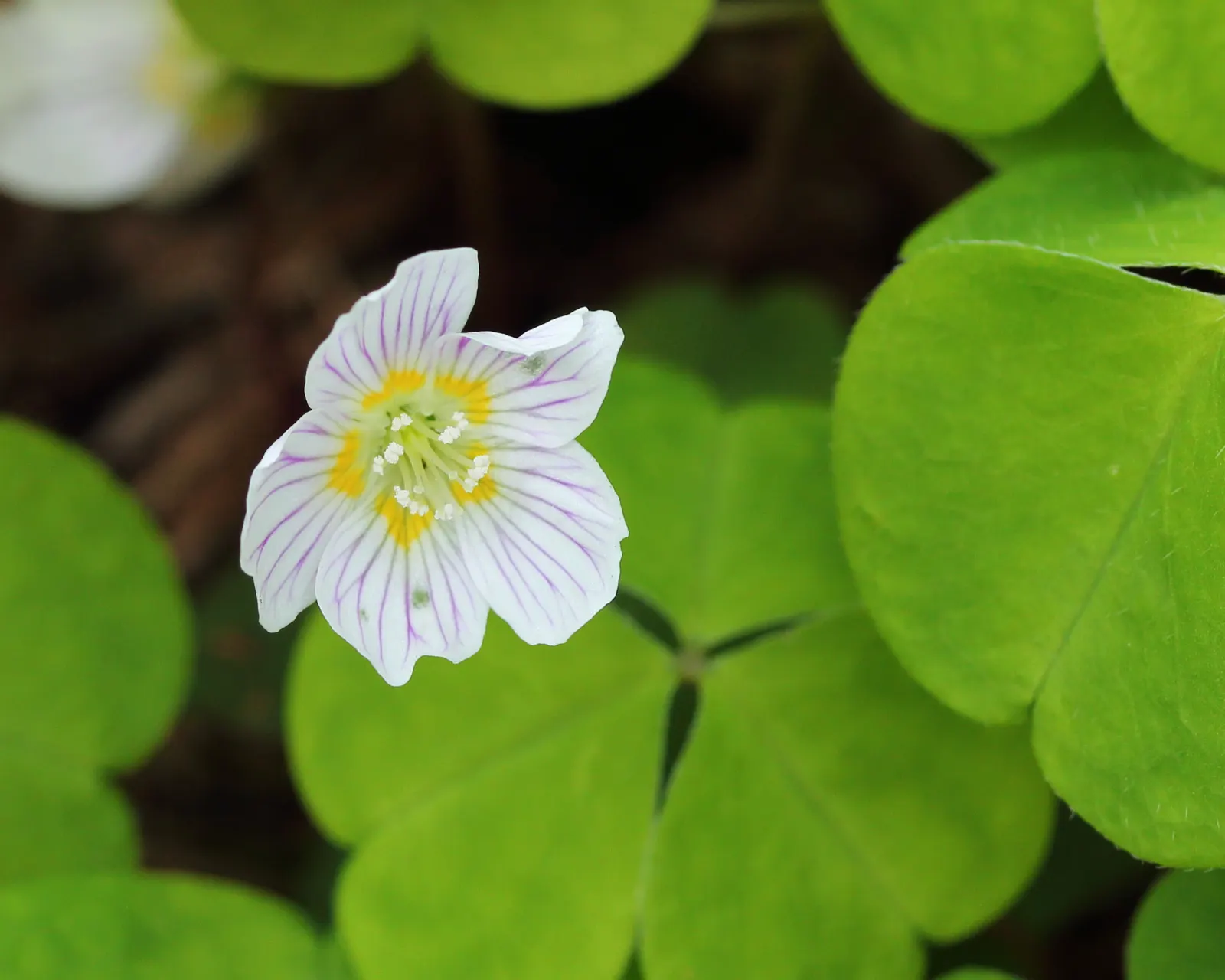 Wood Sorrel (Oxalis Acetosella) — Preferring partial to full shade, it thrives in well-drained, acidic soil; reopening with the light of, image 59