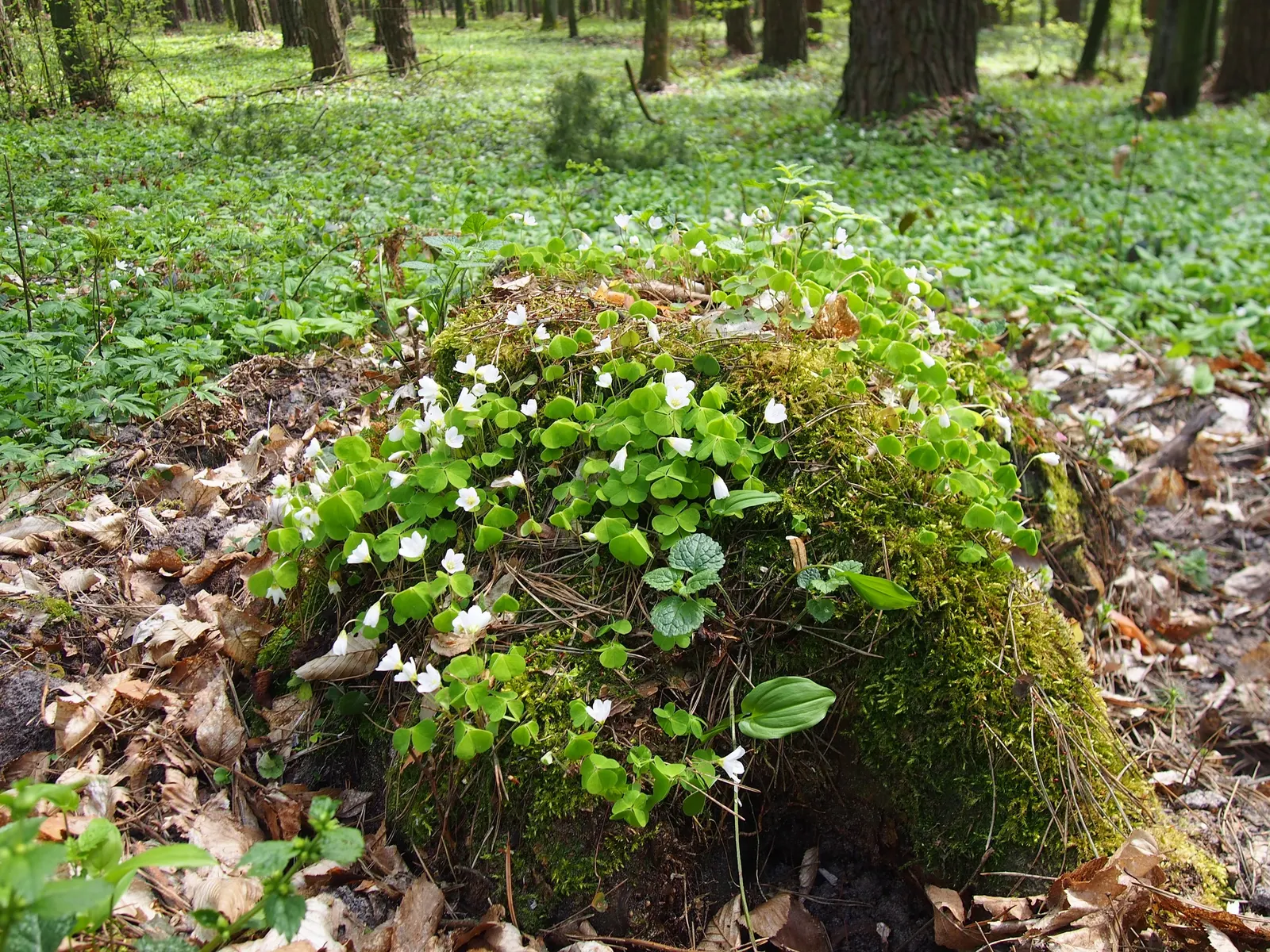 Wood Sorrel (Oxalis Acetosella) — or used to fill spaces between stepping stones and along garden paths