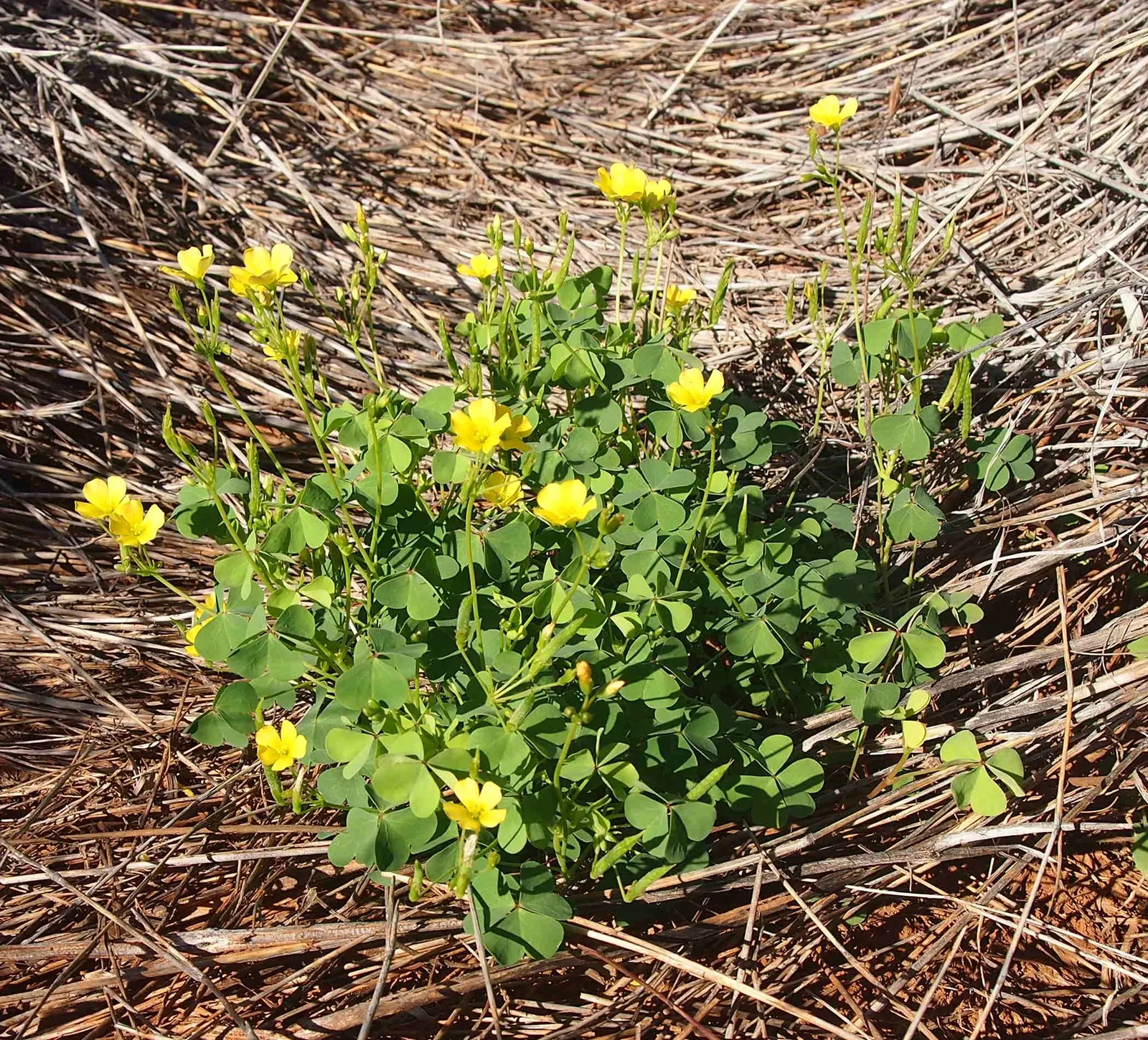 Wood Sorrel (Oxalis Acetosella) — With its trifoliate leaves that resemble shamrocks; adding a subtle pop of color with their yellow centers, image 146