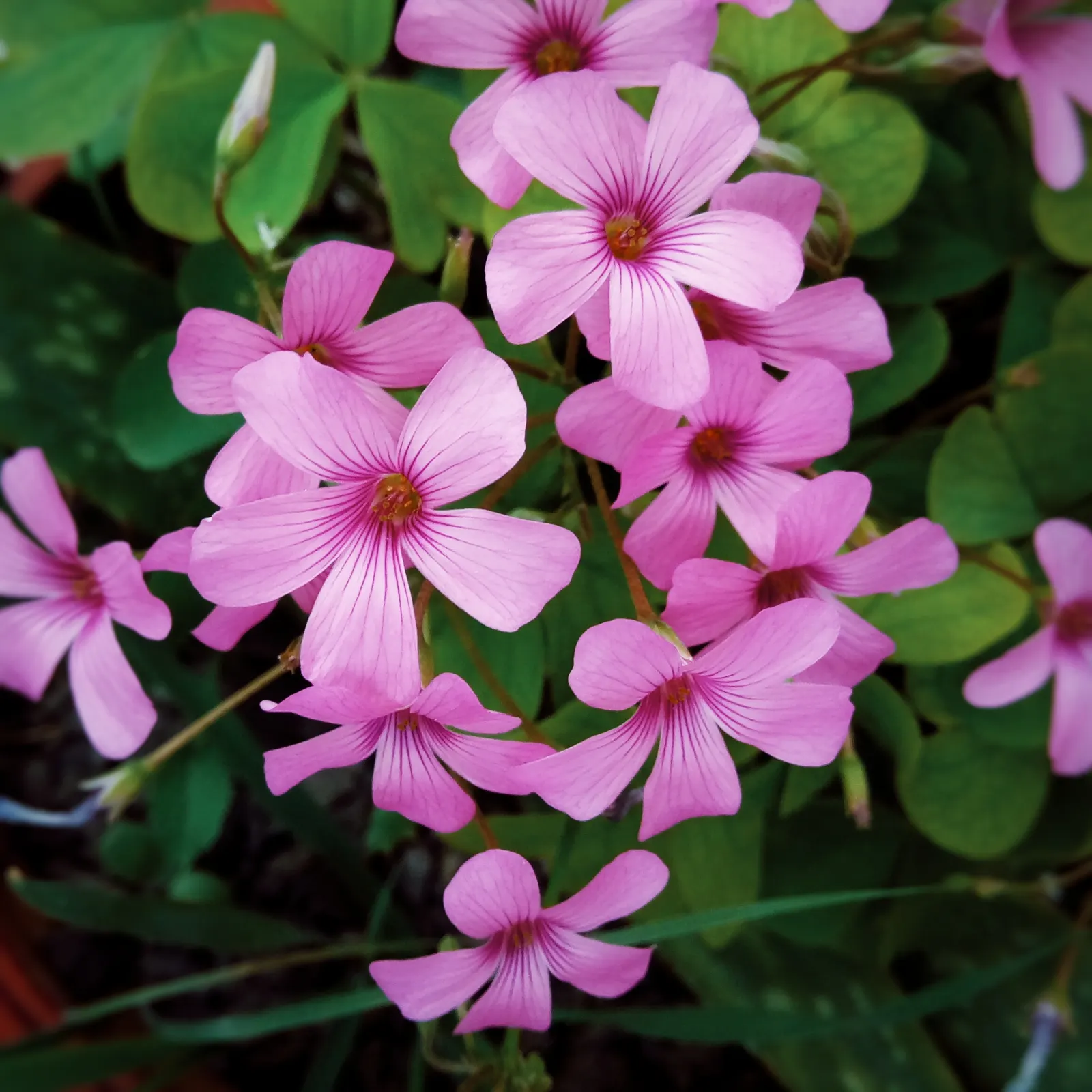 Wood Sorrel (Oxalis Acetosella) — veined flowers bloom from late spring to midsummer; adding a subtle pop of color with their yellow centers, image 122
