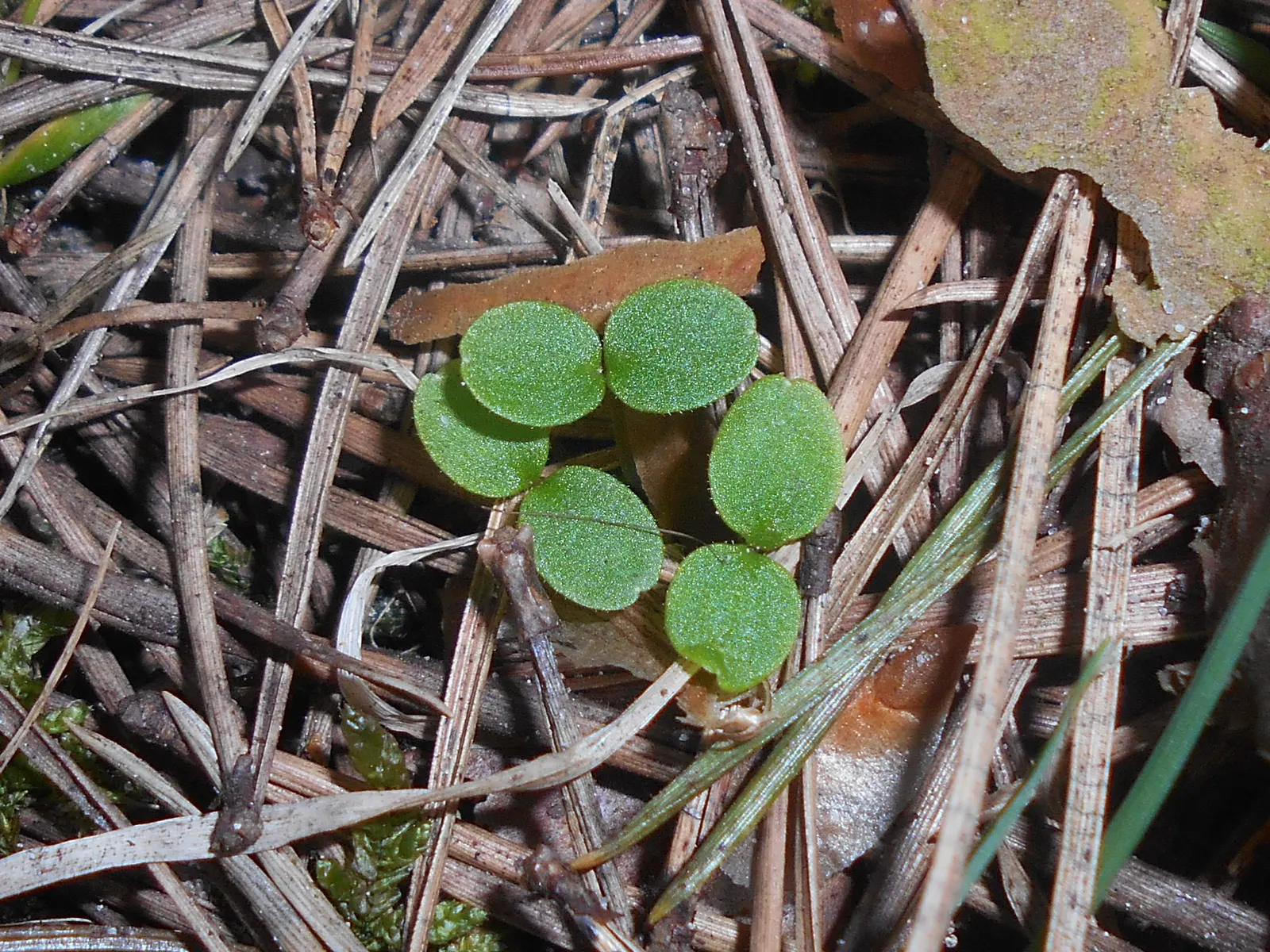 Wood Sorrel (Oxalis Acetosella) — and other shade-loving species